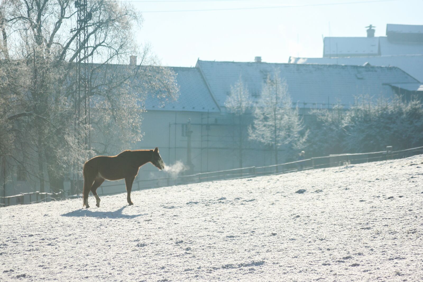 Canon EOS 500D (EOS Rebel T1i / EOS Kiss X3) sample photo. Horse, cold, breath photography