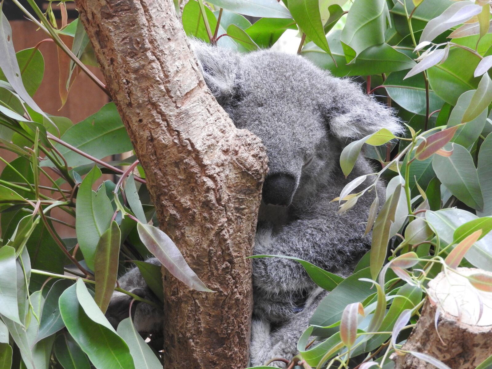 Nikon Coolpix P610 sample photo. Koala, australia, animal photography