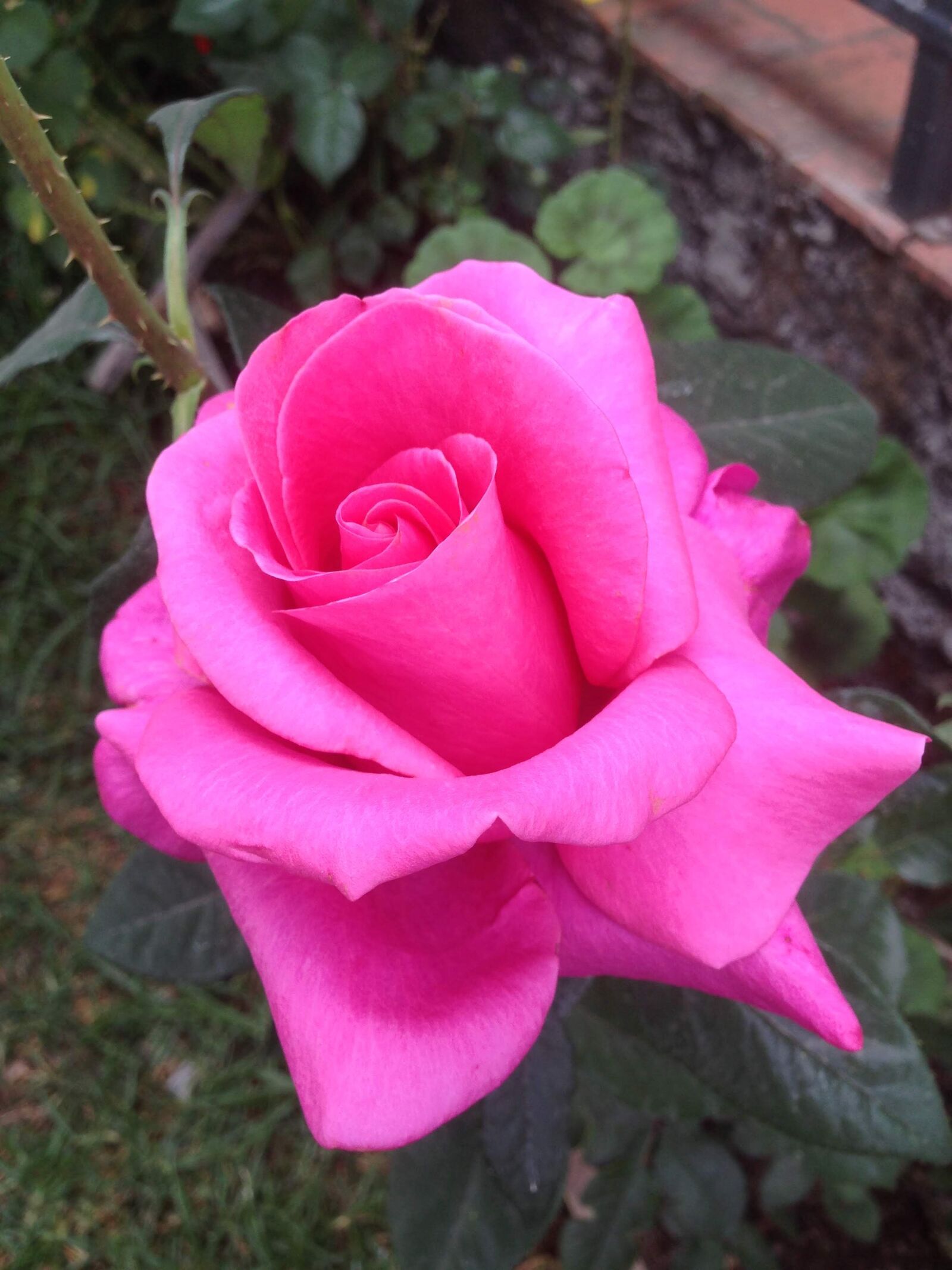 Apple iPhone 5 sample photo. Flower, rosa, flora photography