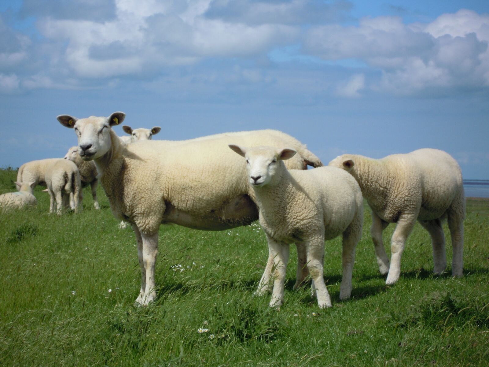 Nikon Coolpix S5100 sample photo. Sheep, flock, wool photography