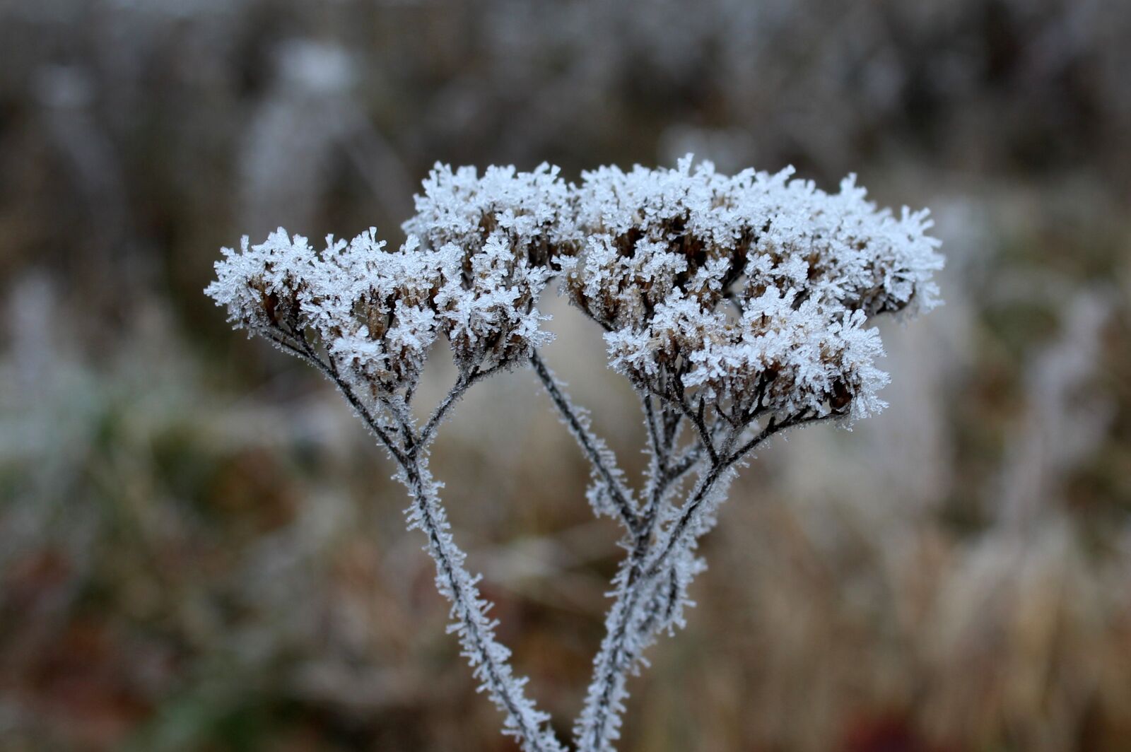 Canon EOS 1200D (EOS Rebel T5 / EOS Kiss X70 / EOS Hi) sample photo. February, frost, nature photography
