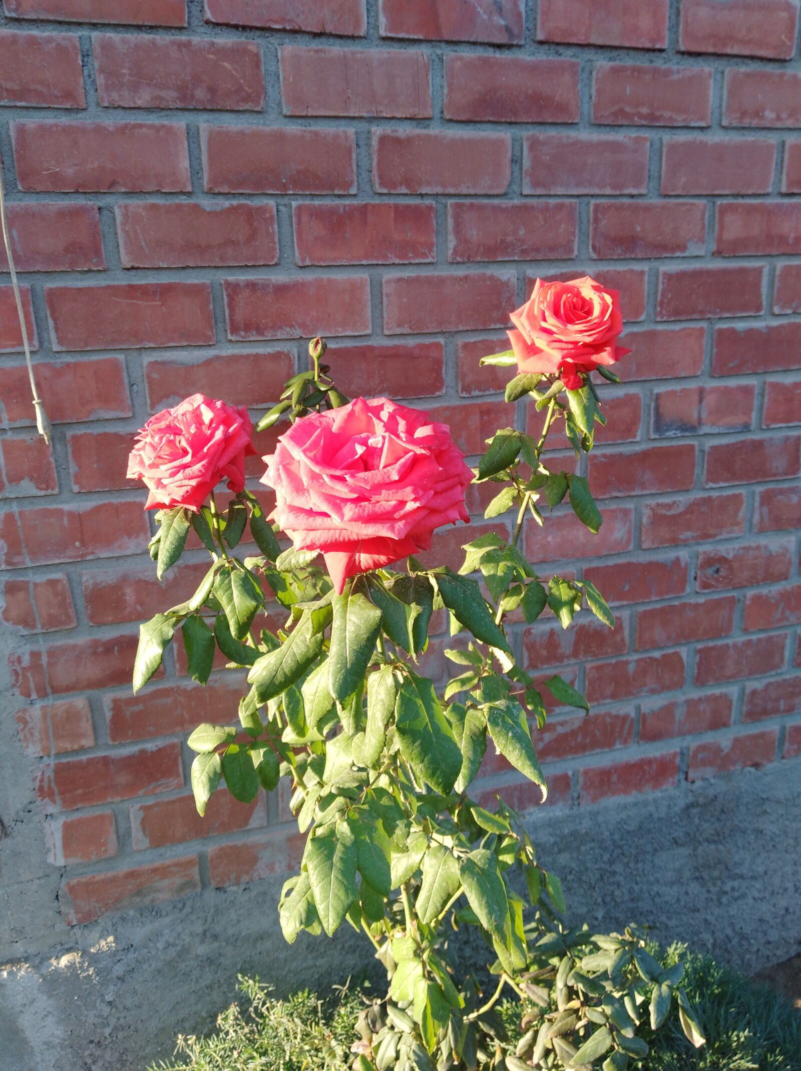 HUAWEI Y7 sample photo. Garden, roses, spring photography