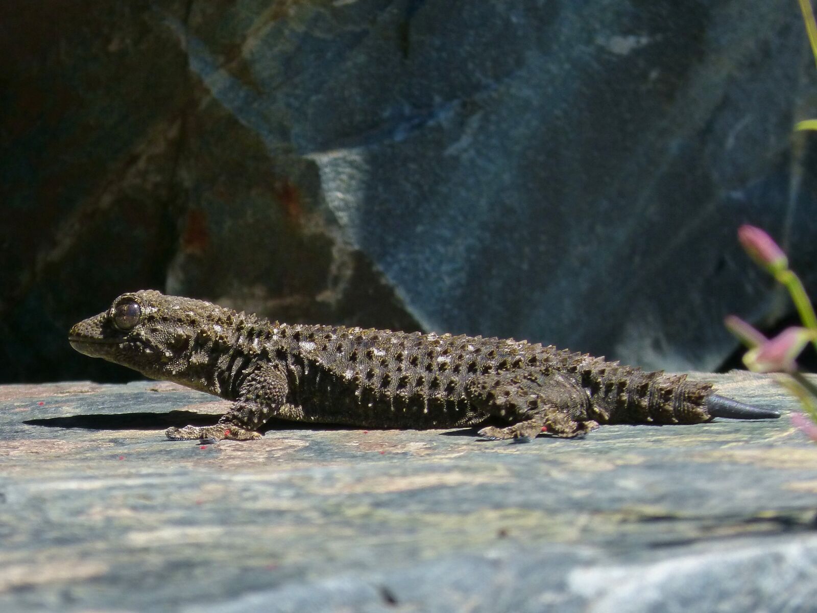 Panasonic DMC-FZ62 sample photo. Gecko, dragon, reptile photography