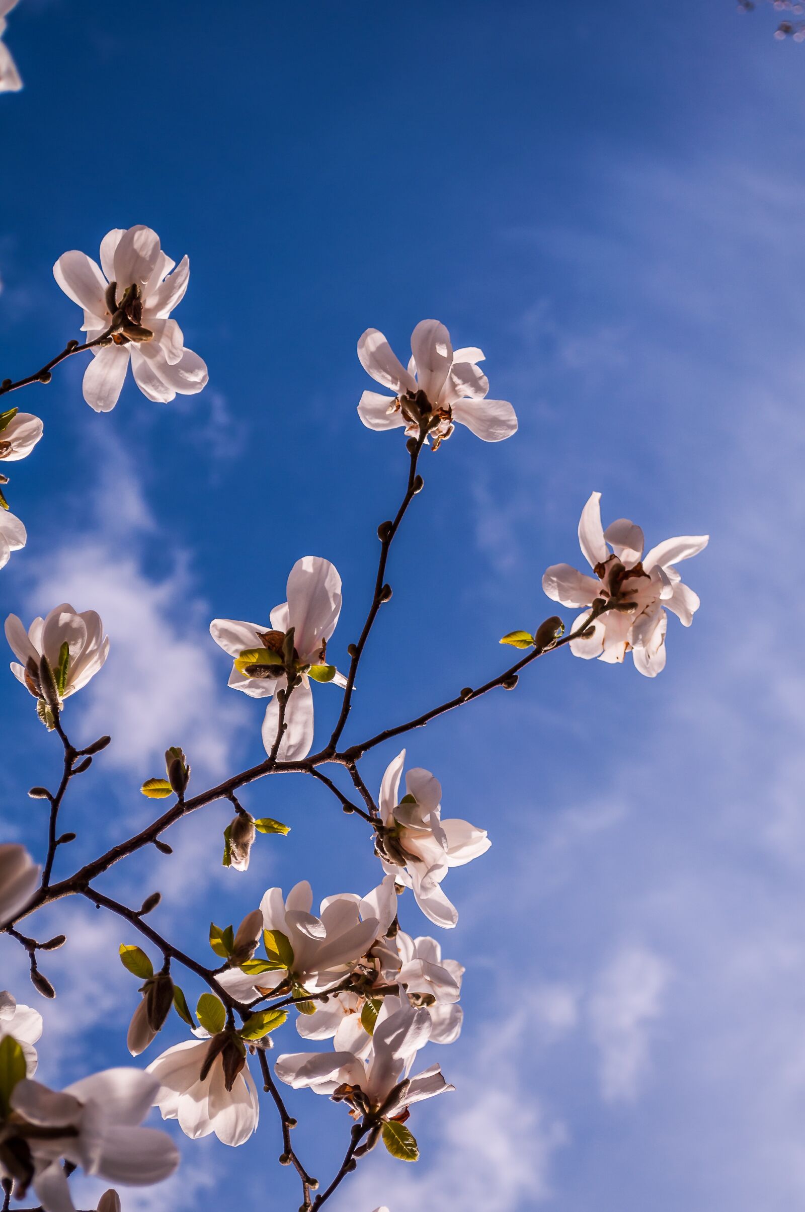 Nikon D90 sample photo. Magnolia, flowers, spring photography
