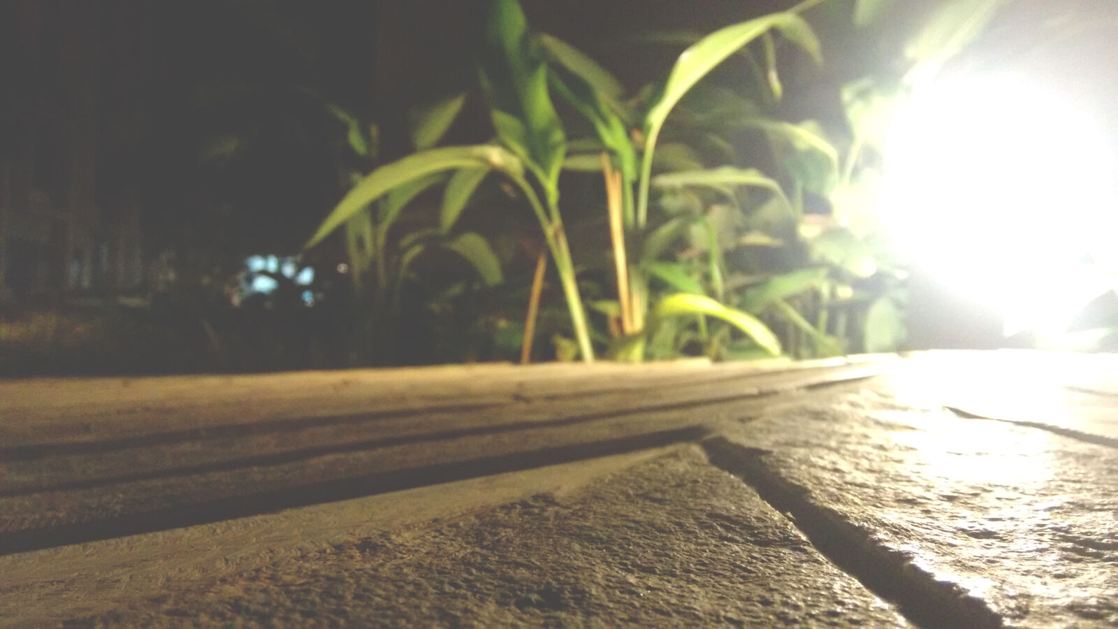 Motorola Moto G (2nd Gen) sample photo. Awesome, background, grass, light photography