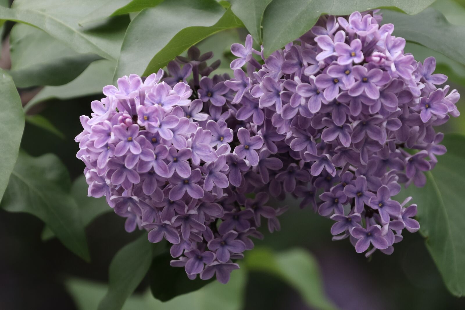 Canon EOS 77D (EOS 9000D / EOS 770D) sample photo. Lilac, spring, flowers photography