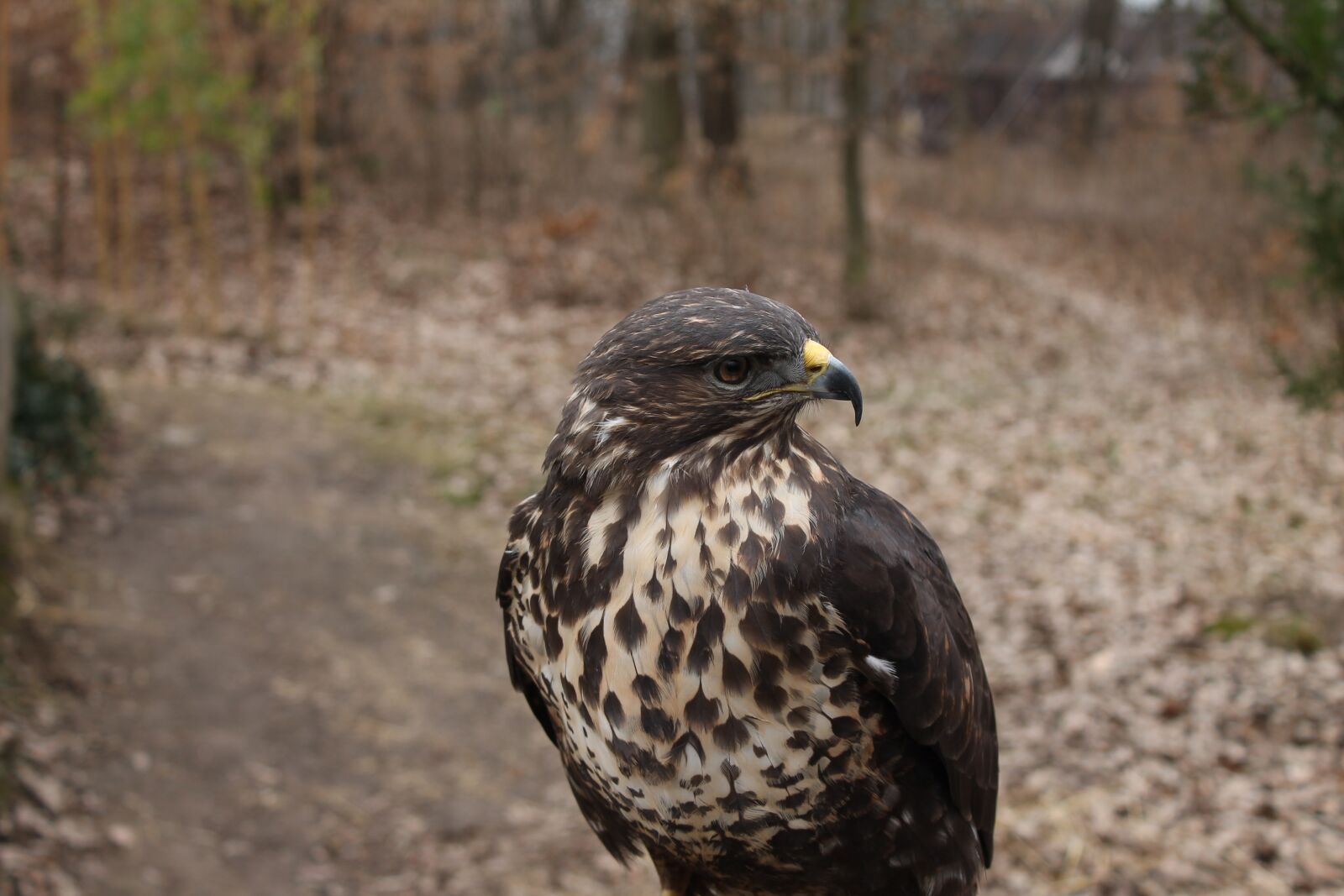 Canon EOS 1100D (EOS Rebel T3 / EOS Kiss X50) sample photo. Bird, nature, birds photography