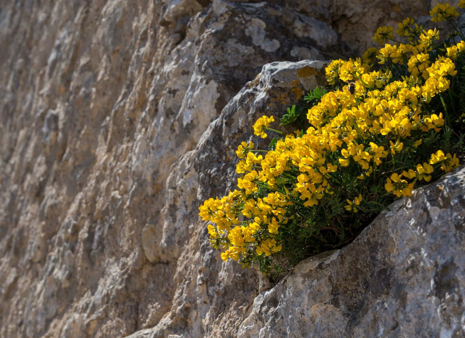 Nikon D610 sample photo. Yellow, flowers, wall photography