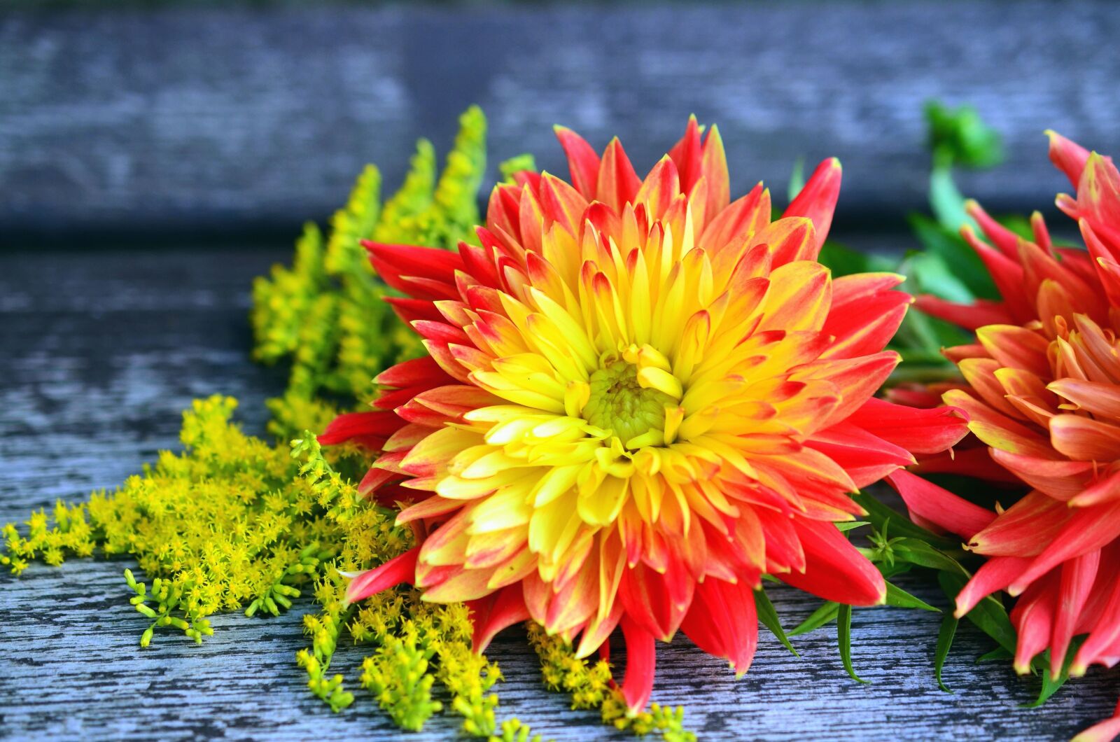 Nikon D5100 sample photo. Petal, flower, still life photography