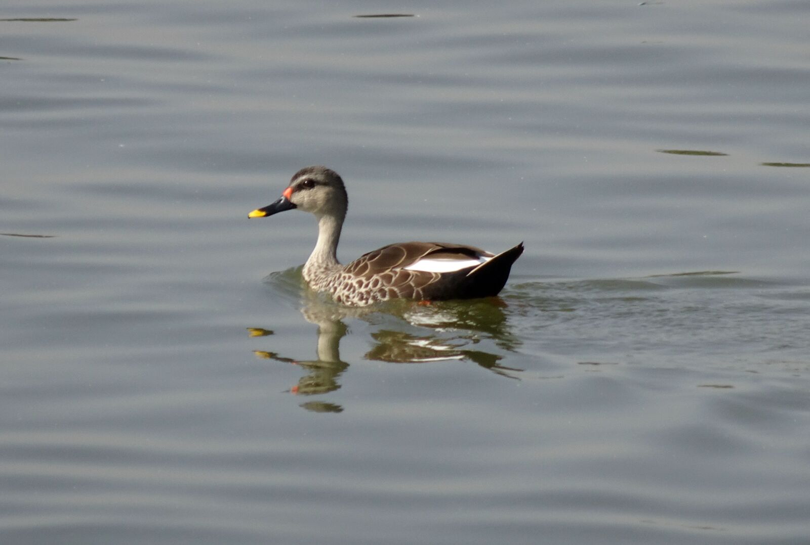 Sony Cyber-shot DSC-HX90V sample photo. Duck, bird, waterfowl photography