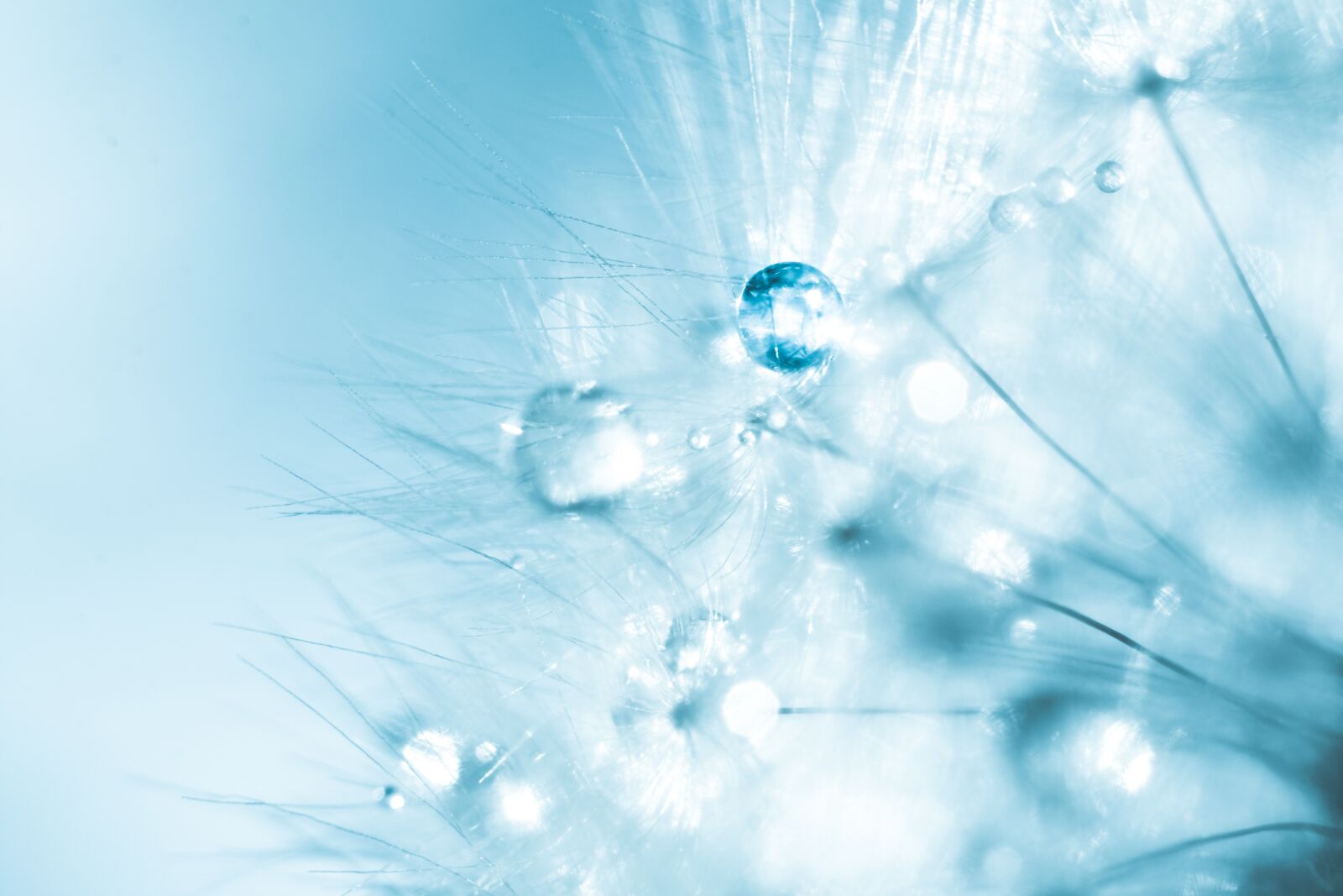 Nikon D7200 sample photo. Dandelion, abstract, seeds photography
