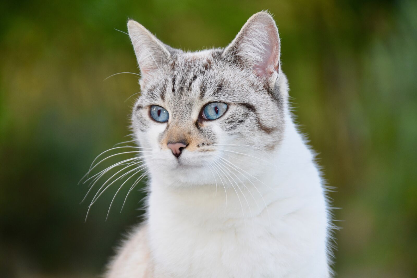 Nikon D5600 sample photo. Cat, alley cat, nose photography