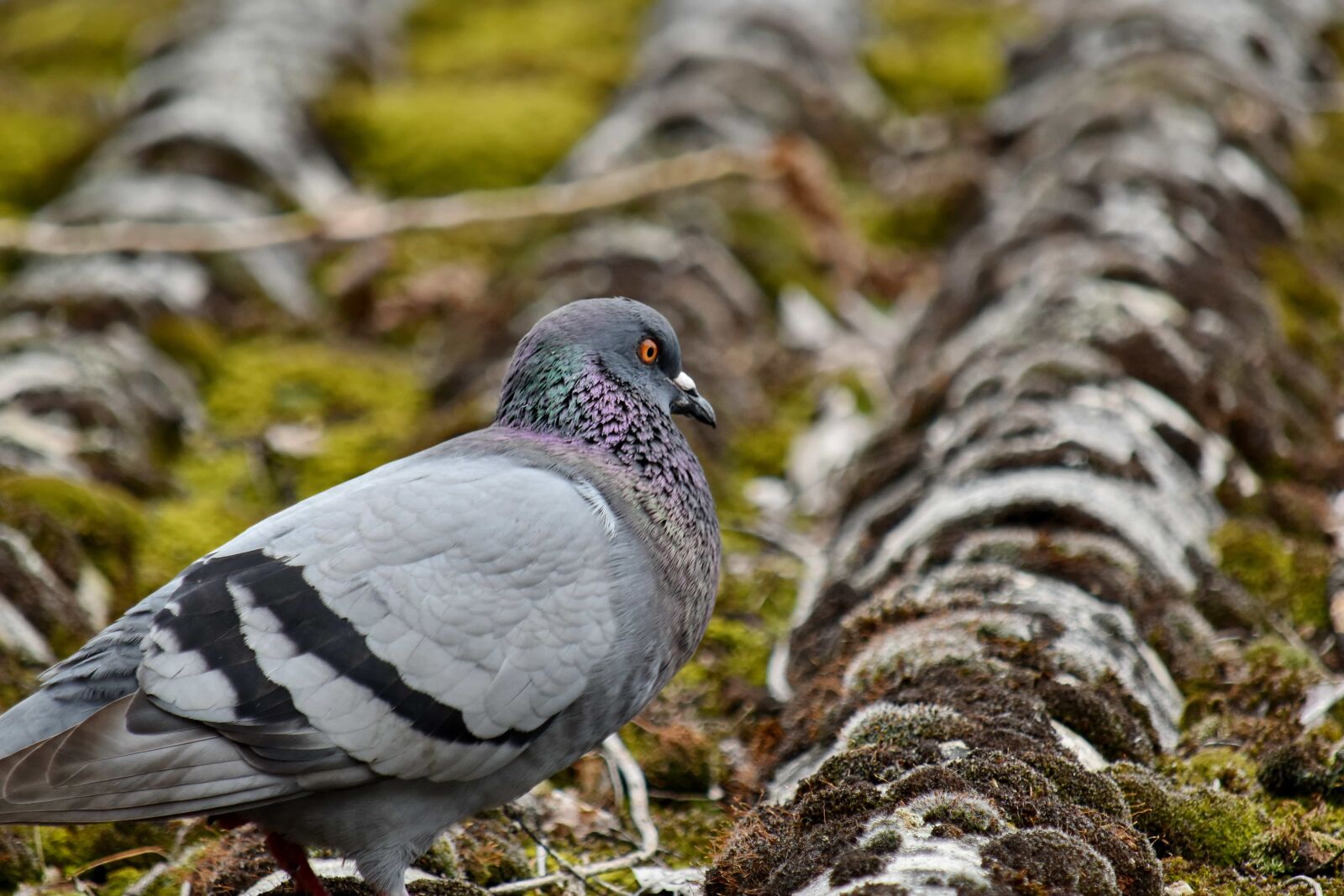 Nikon D5500 sample photo. Lichen, moss, pigeon, roof photography