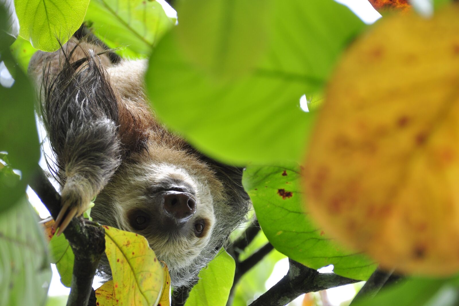 Nikon D90 sample photo. Sloth, two toes sloth photography