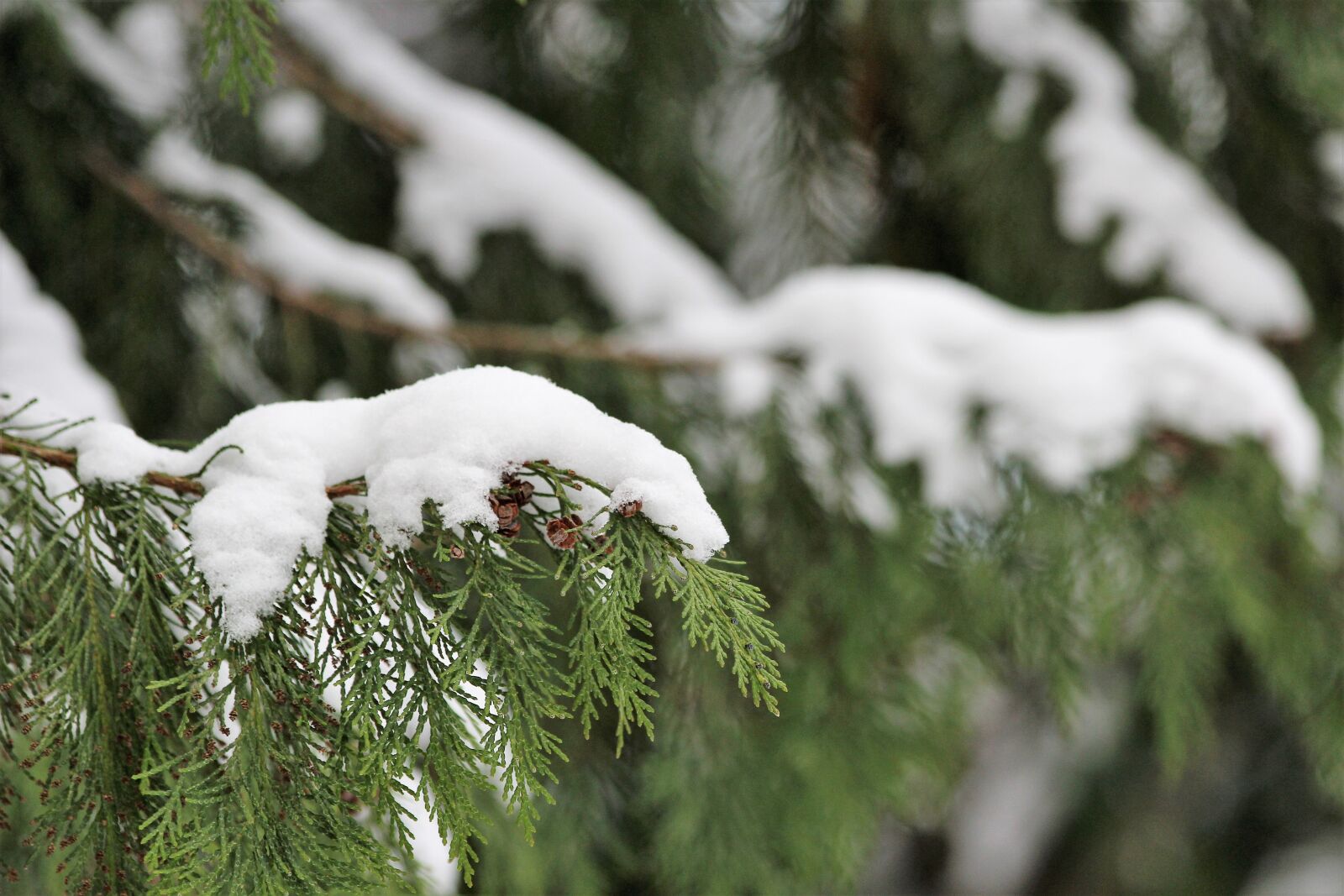 Canon EOS 600D (Rebel EOS T3i / EOS Kiss X5) + Canon EF 70-300mm F4-5.6 IS USM sample photo. Tree, cypress, snow photography