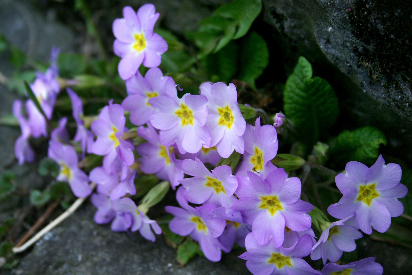 Canon EOS 350D (EOS Digital Rebel XT / EOS Kiss Digital N) sample photo. Wild primroses, primula vulgaris photography