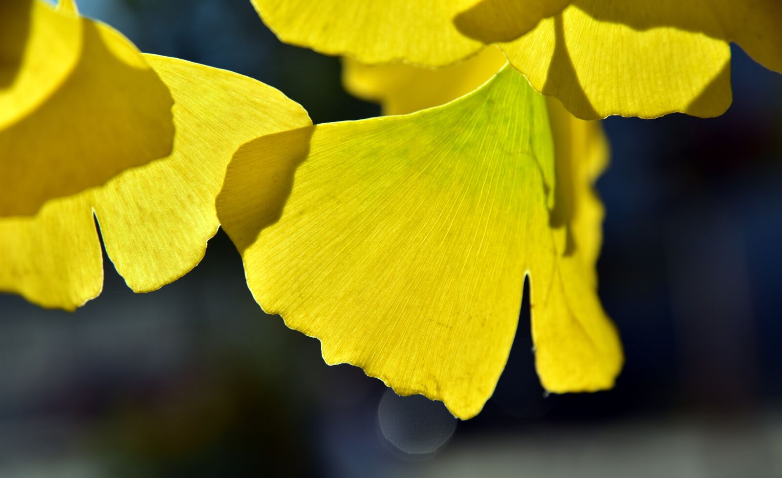Nikon D750 sample photo. Ginko, leaf, yellow photography