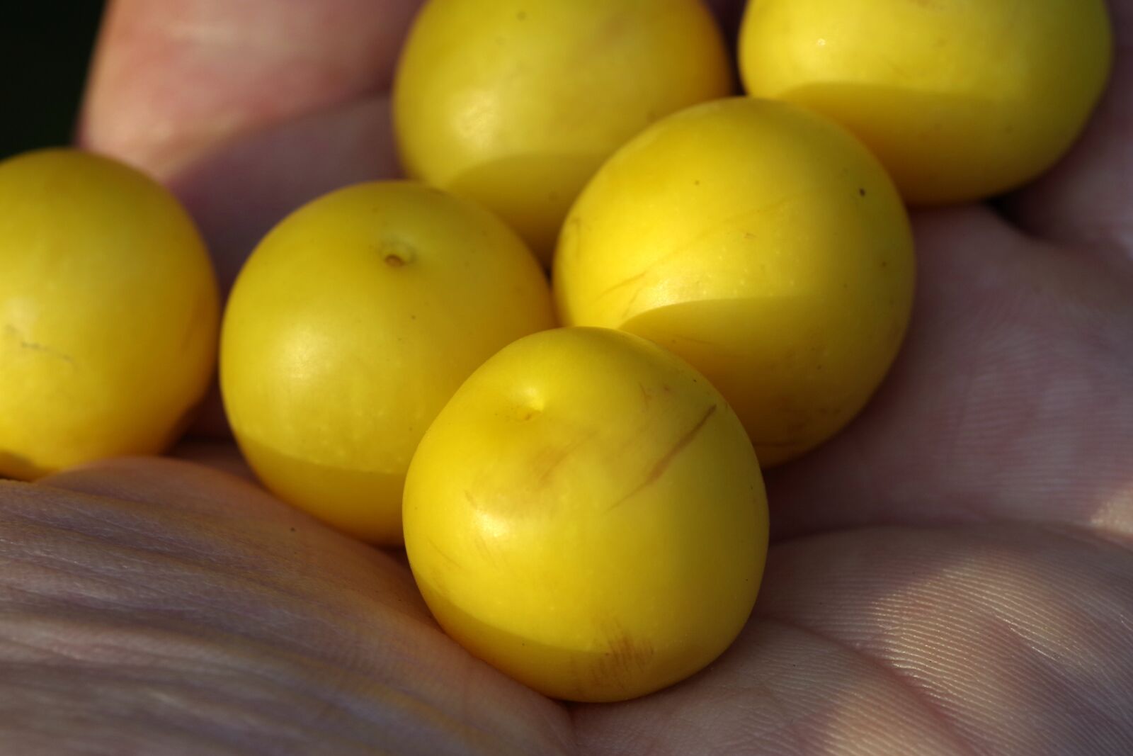 Pentax K-S2 sample photo. Damson, plum, yellow photography