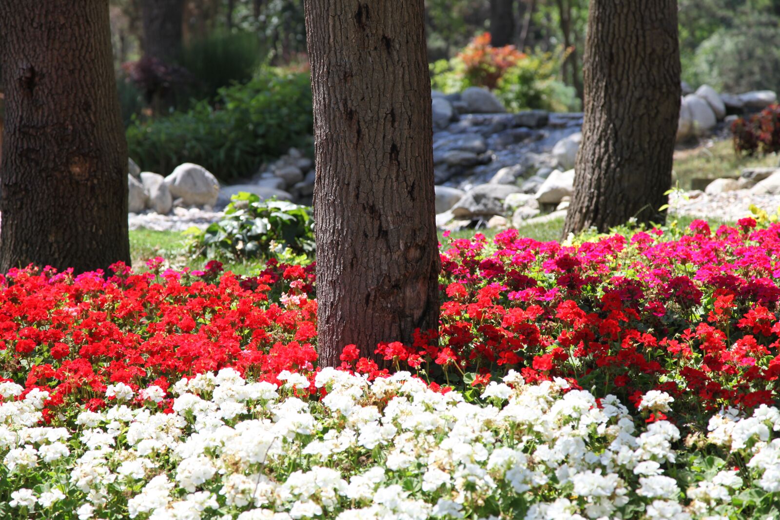 Canon EOS 5D Mark II sample photo. Park, garden, flower photography