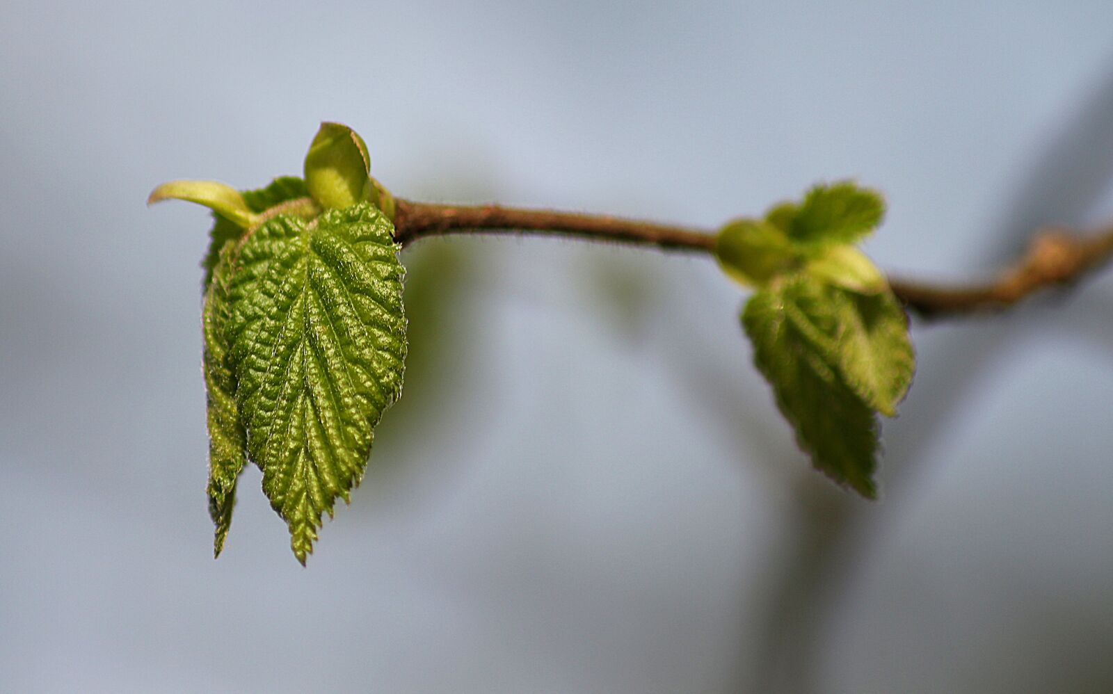 Canon EOS 700D (EOS Rebel T5i / EOS Kiss X7i) sample photo. Leaf, light green, young photography