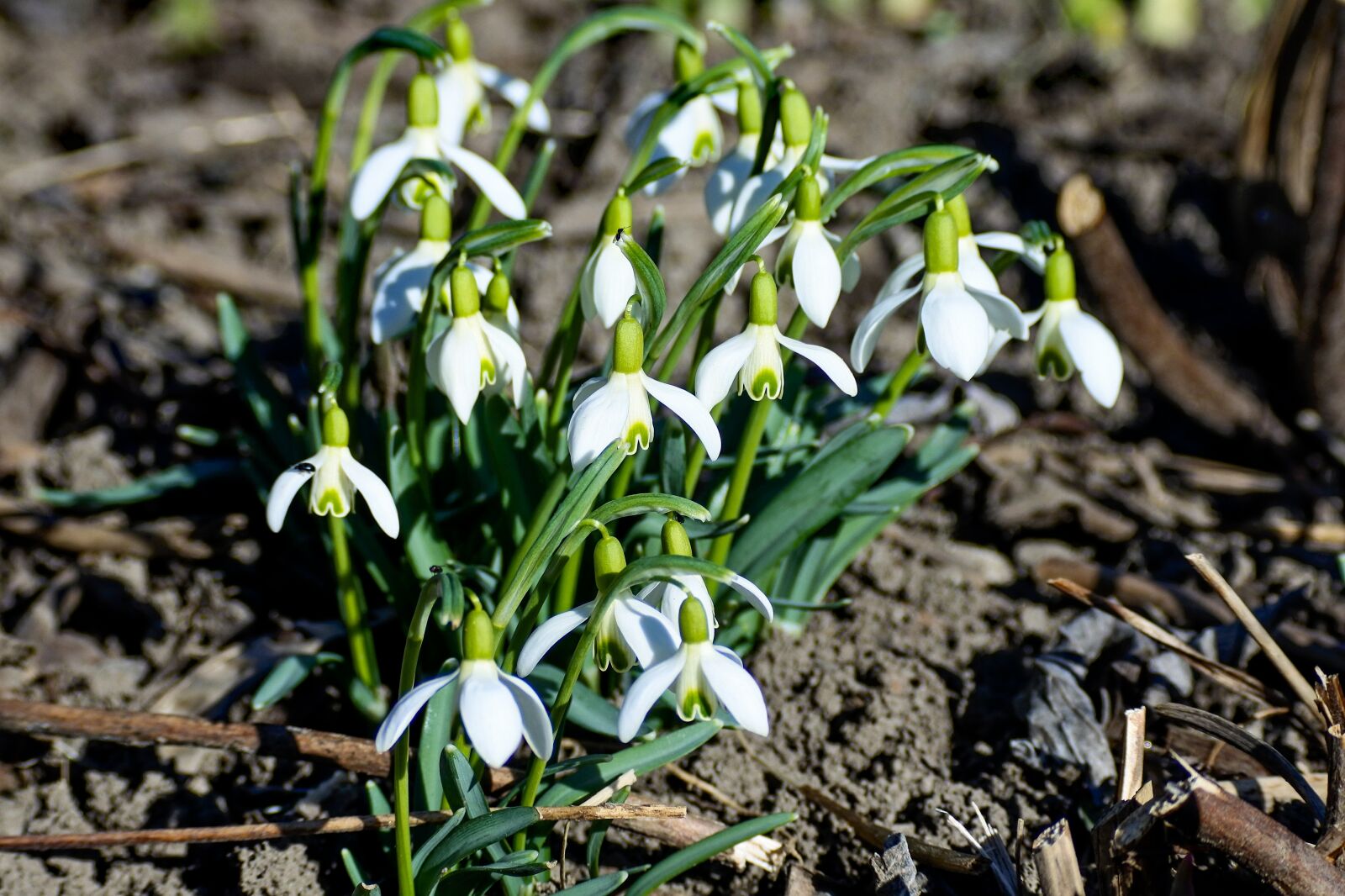 Nikon 1 Nikkor VR 70-300mm F4.5-5.6 sample photo. Snowdrop, white, signs of photography