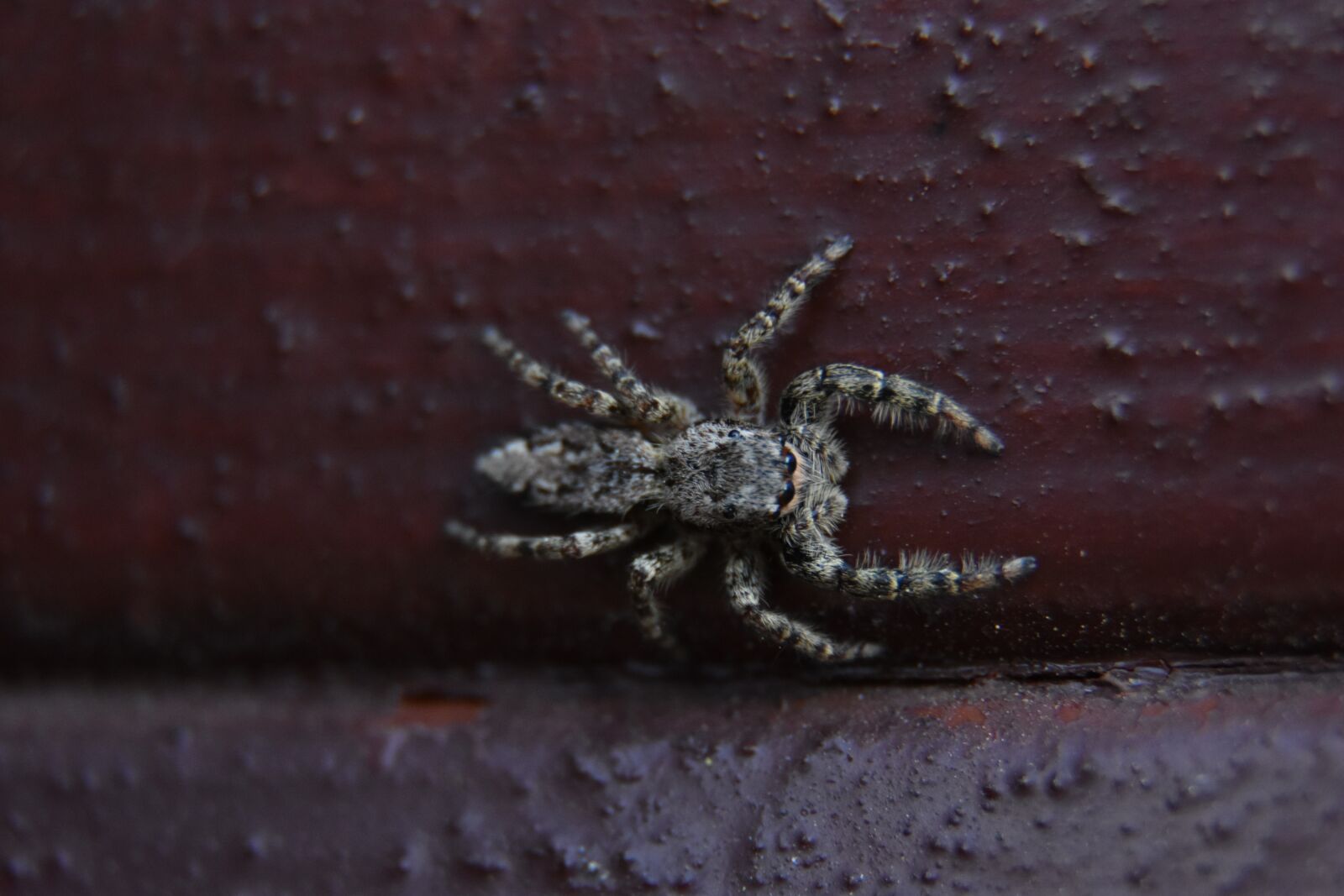 Nikon D3400 sample photo. Invertebrates, bug, nature photography