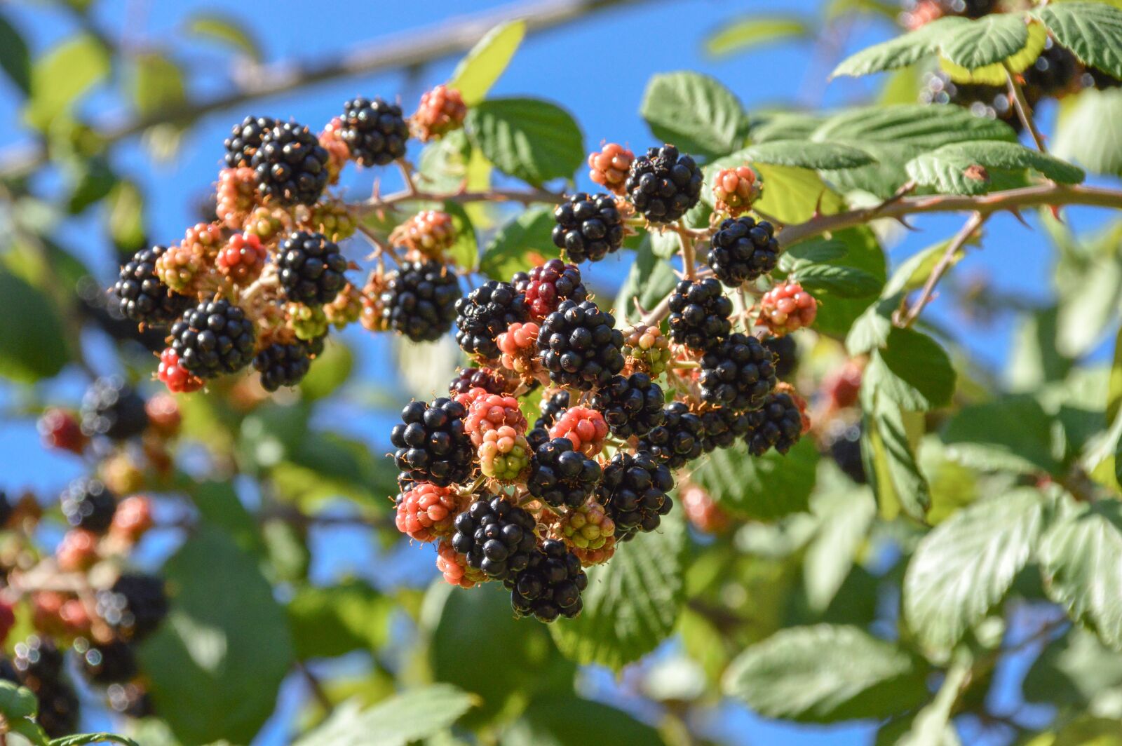 Nikon D3200 sample photo. Fruit, nature, tree photography