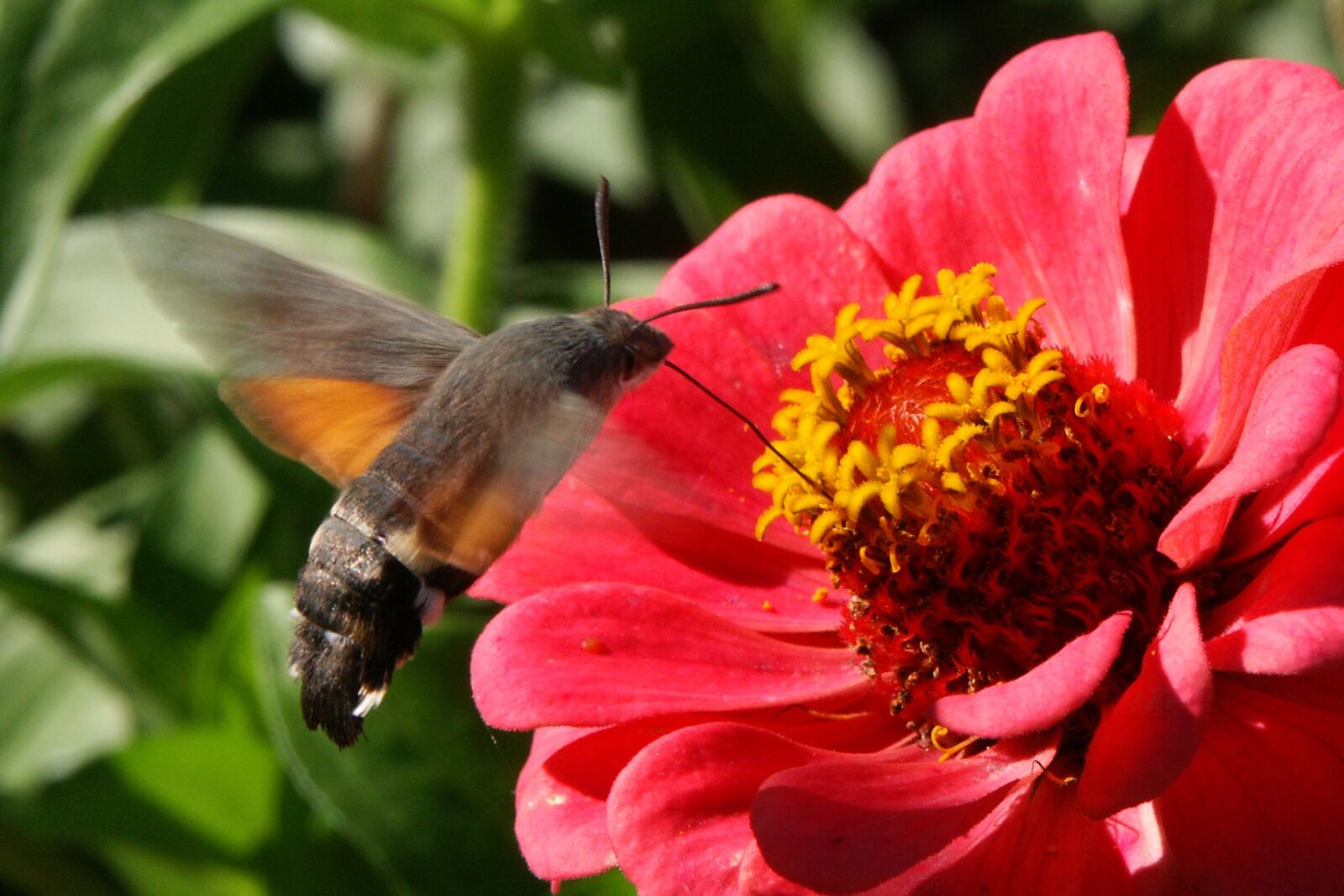 KONICA MINOLTA DiMAGE 7Hi sample photo. Nature, flowers, insects photography