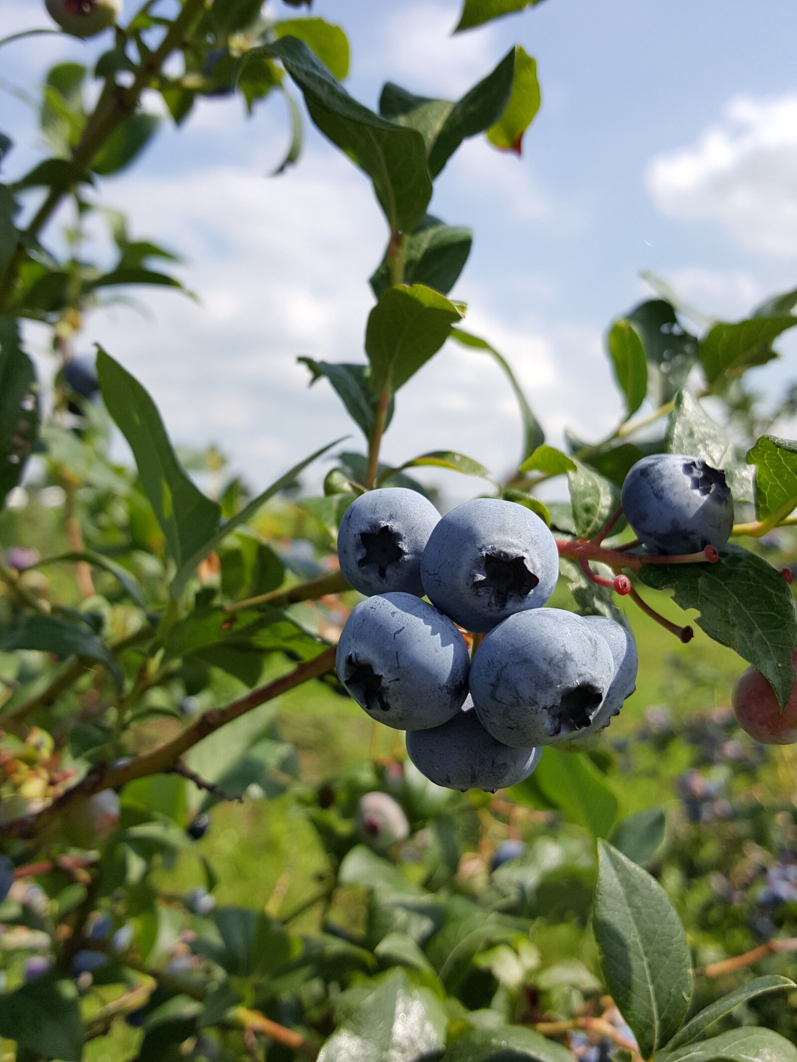 Samsung Galaxy S6 sample photo. Blueberries, bickbeeren, berries photography