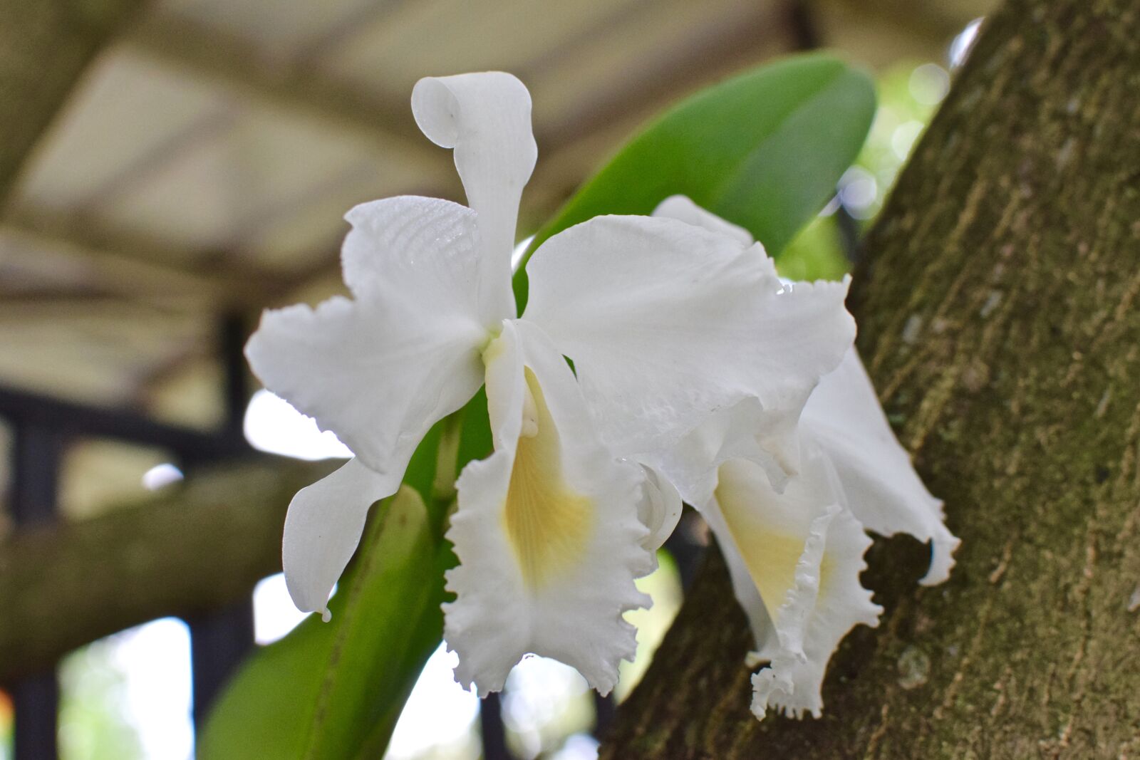 Nikon D5300 sample photo. Orchid, white orchid, flower photography