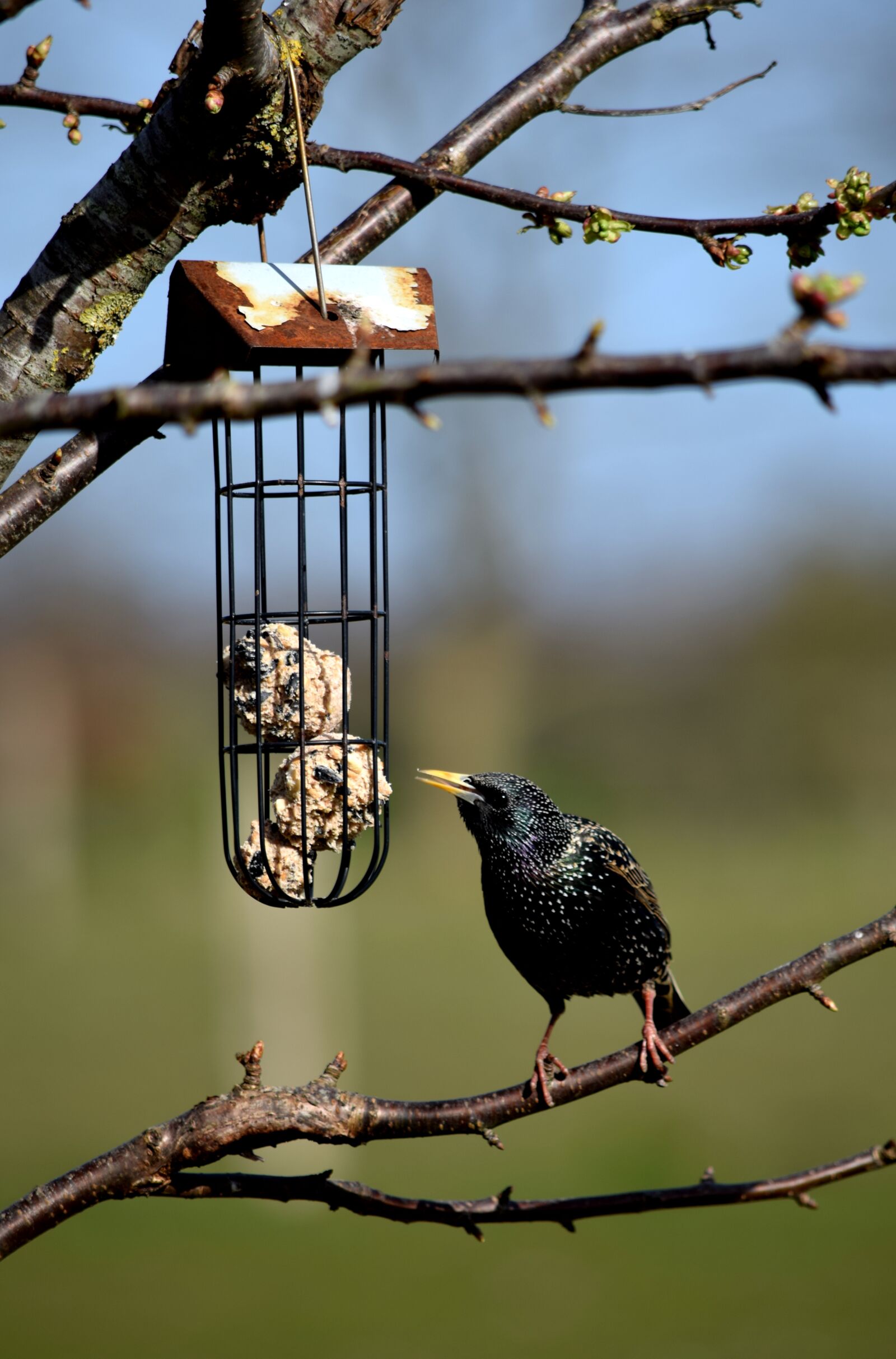 Nikon D5300 sample photo. Bird, star, nature photography