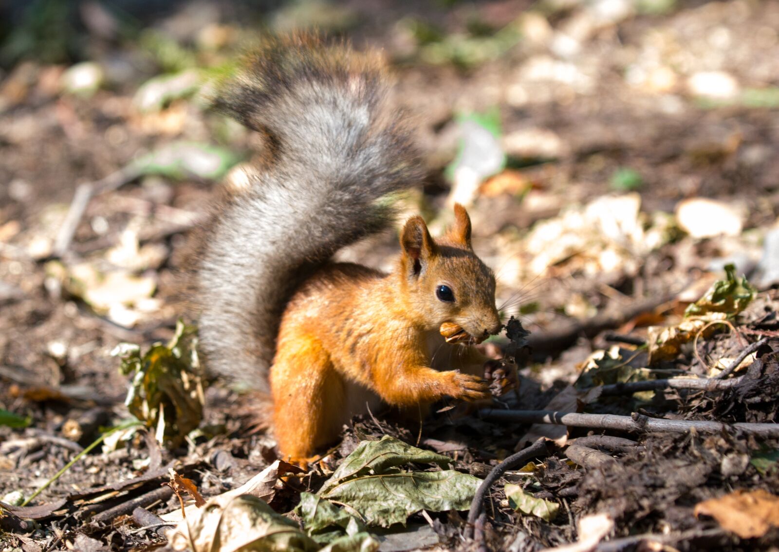 Nikon D3100 sample photo. Squirrel, animals, autumn photography