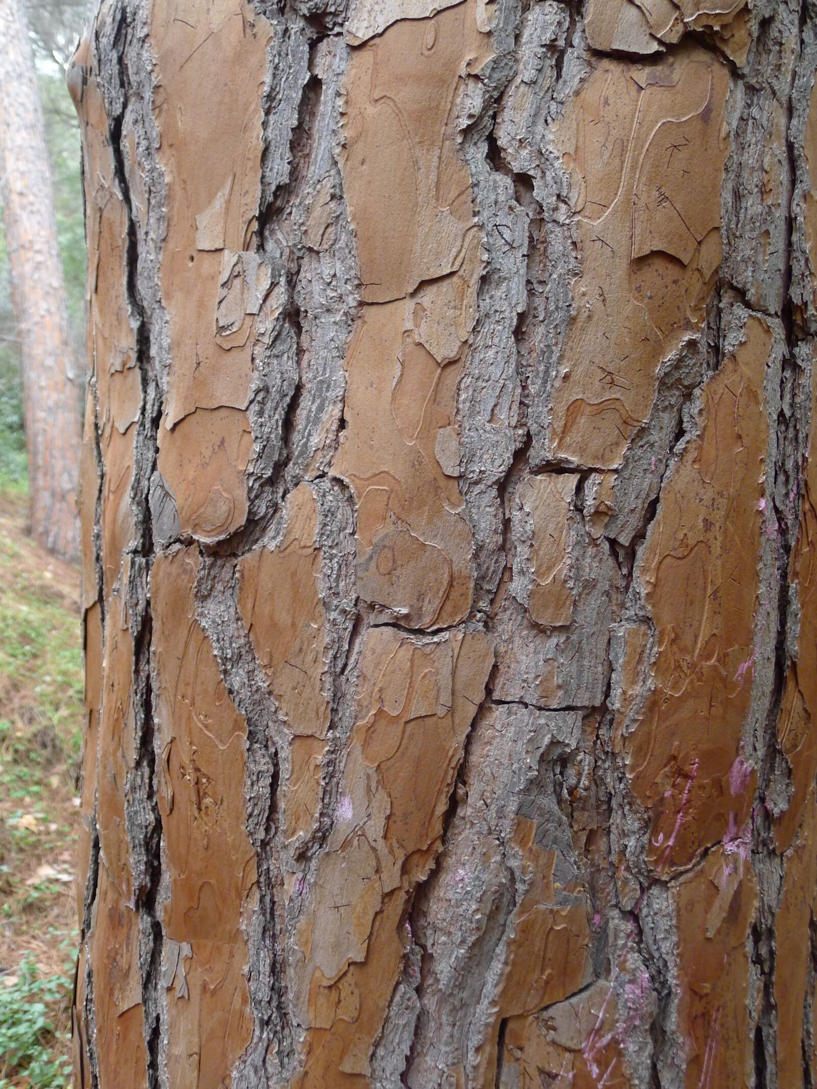 Panasonic Lumix DMC-LX5 sample photo. Tree, bark, tribe photography