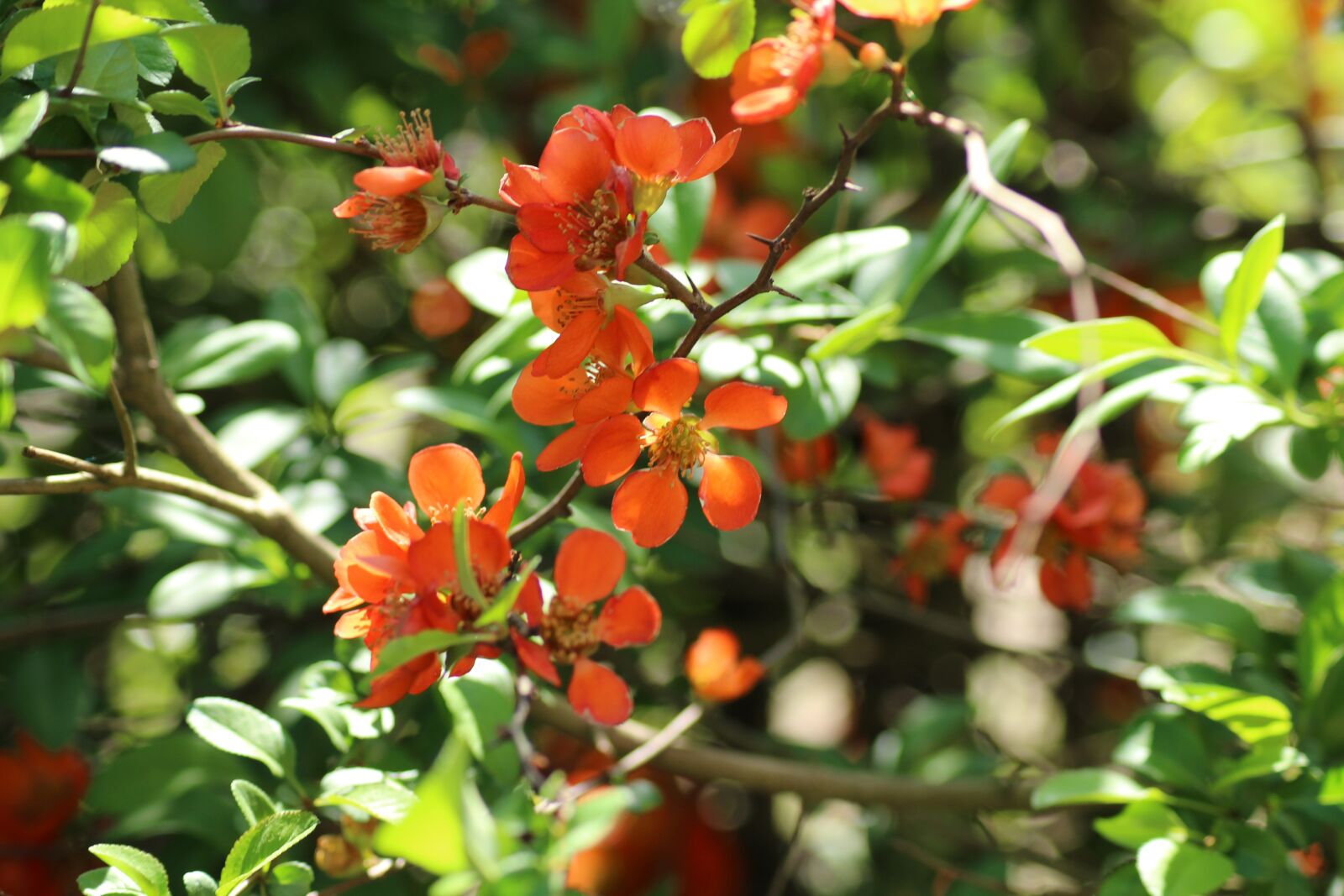 Canon EOS 1200D (EOS Rebel T5 / EOS Kiss X70 / EOS Hi) sample photo. Chaenomeles, ornamental shrub, flourishing photography