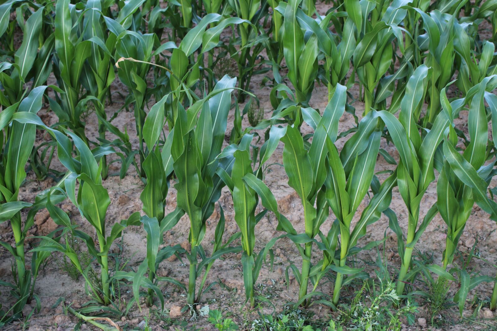 Canon EOS 1300D (EOS Rebel T6 / EOS Kiss X80) sample photo. Field, corn, a field photography