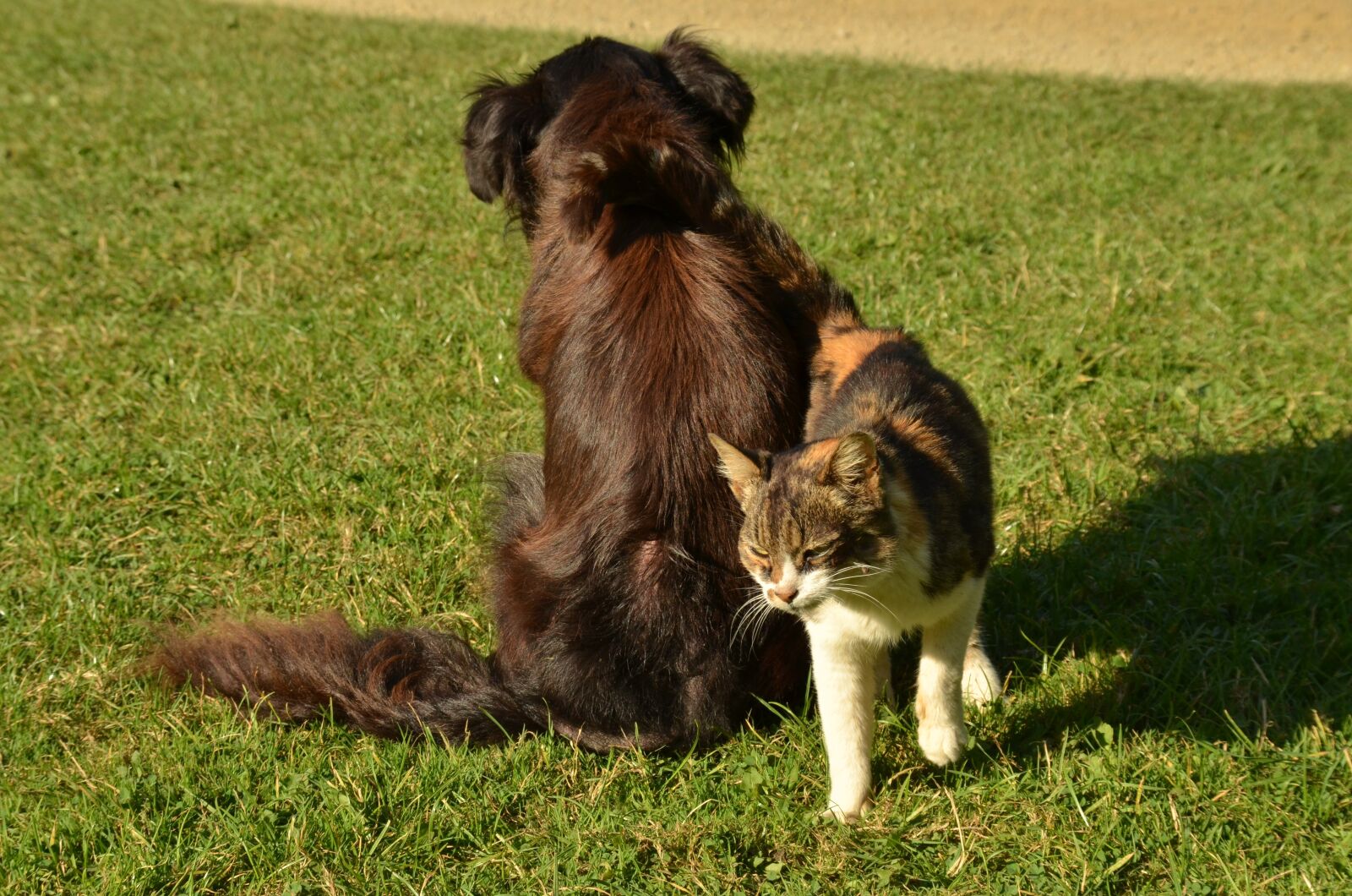 Nikon D7000 sample photo. Dog, cat, pet photography