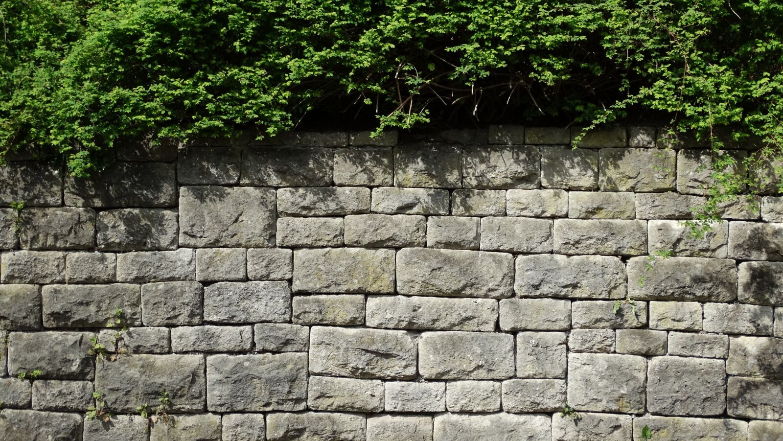 Sony Cyber-shot DSC-HX300 sample photo. Stone wall, plant, nature photography