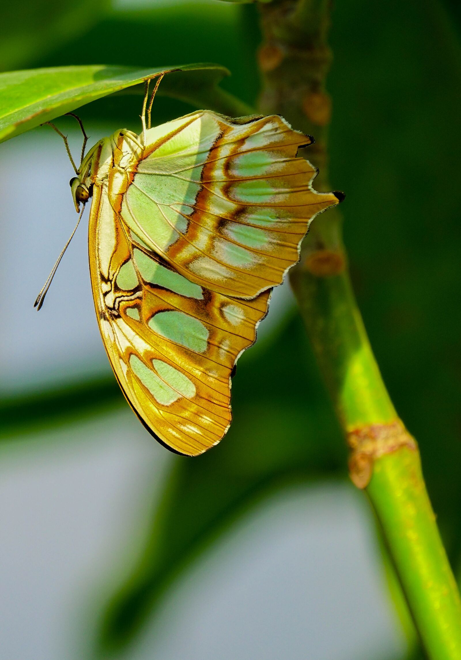 Sony Cyber-shot DSC-RX10 III sample photo. Butterfly, insect, nature photography