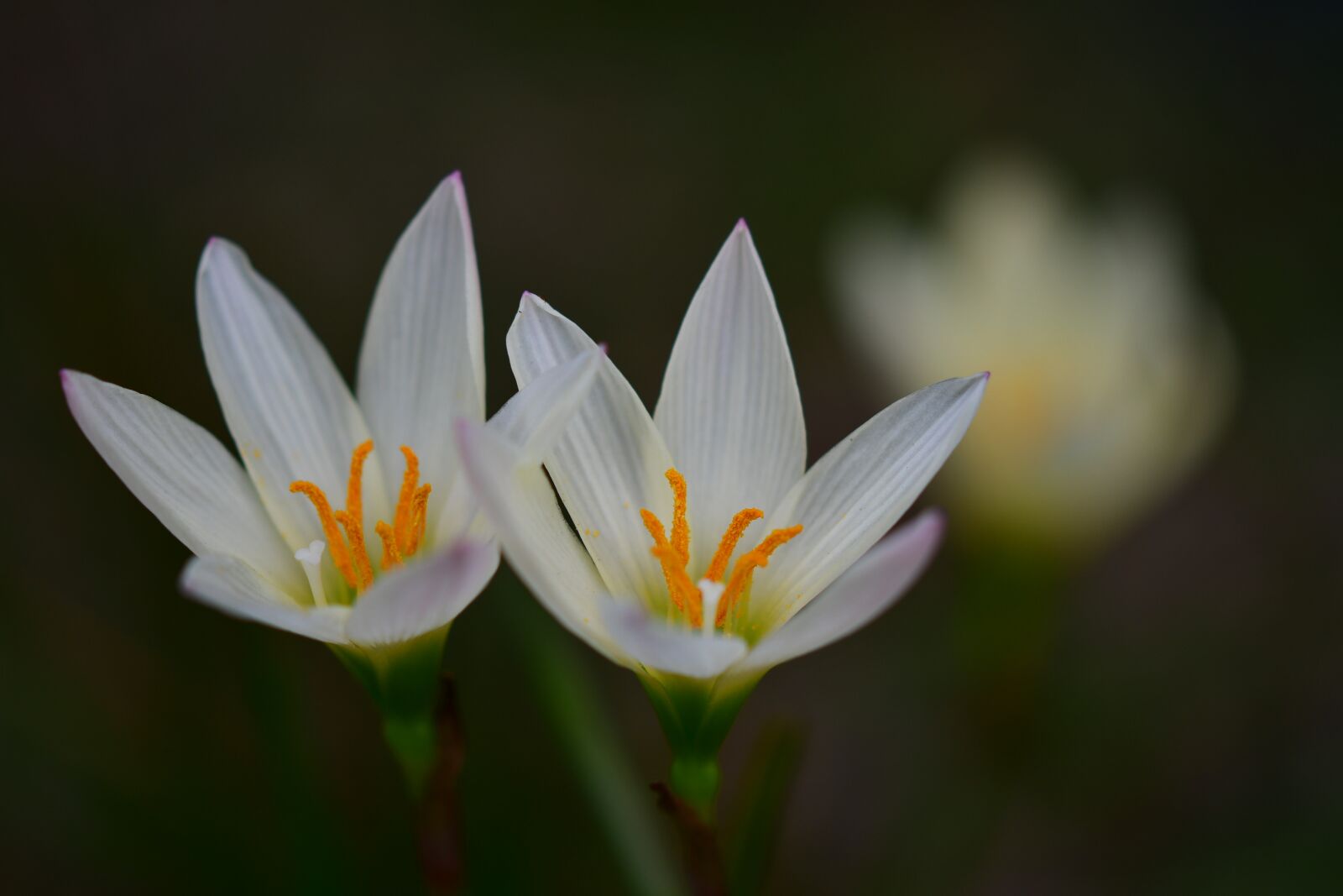 Nikon D500 sample photo. White crocus, orange pistils photography