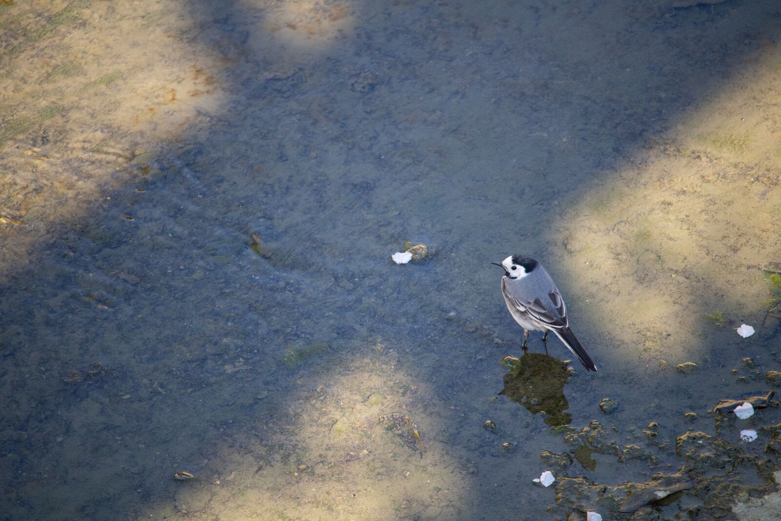 Canon EOS 100D (EOS Rebel SL1 / EOS Kiss X7) sample photo. White wagtail, bird, songbird photography