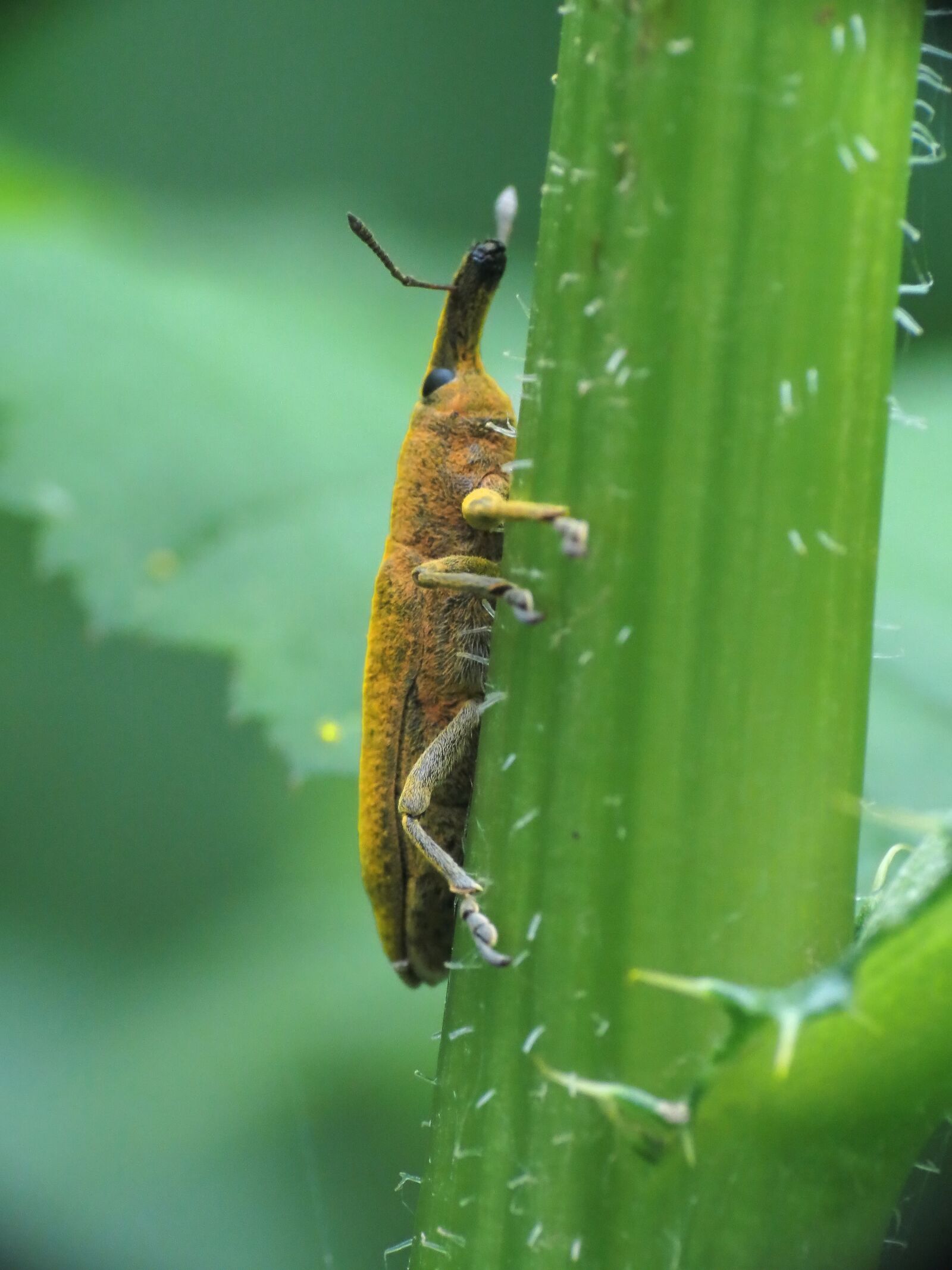 Canon PowerShot SX40 HS sample photo. Insect, nature, prato photography