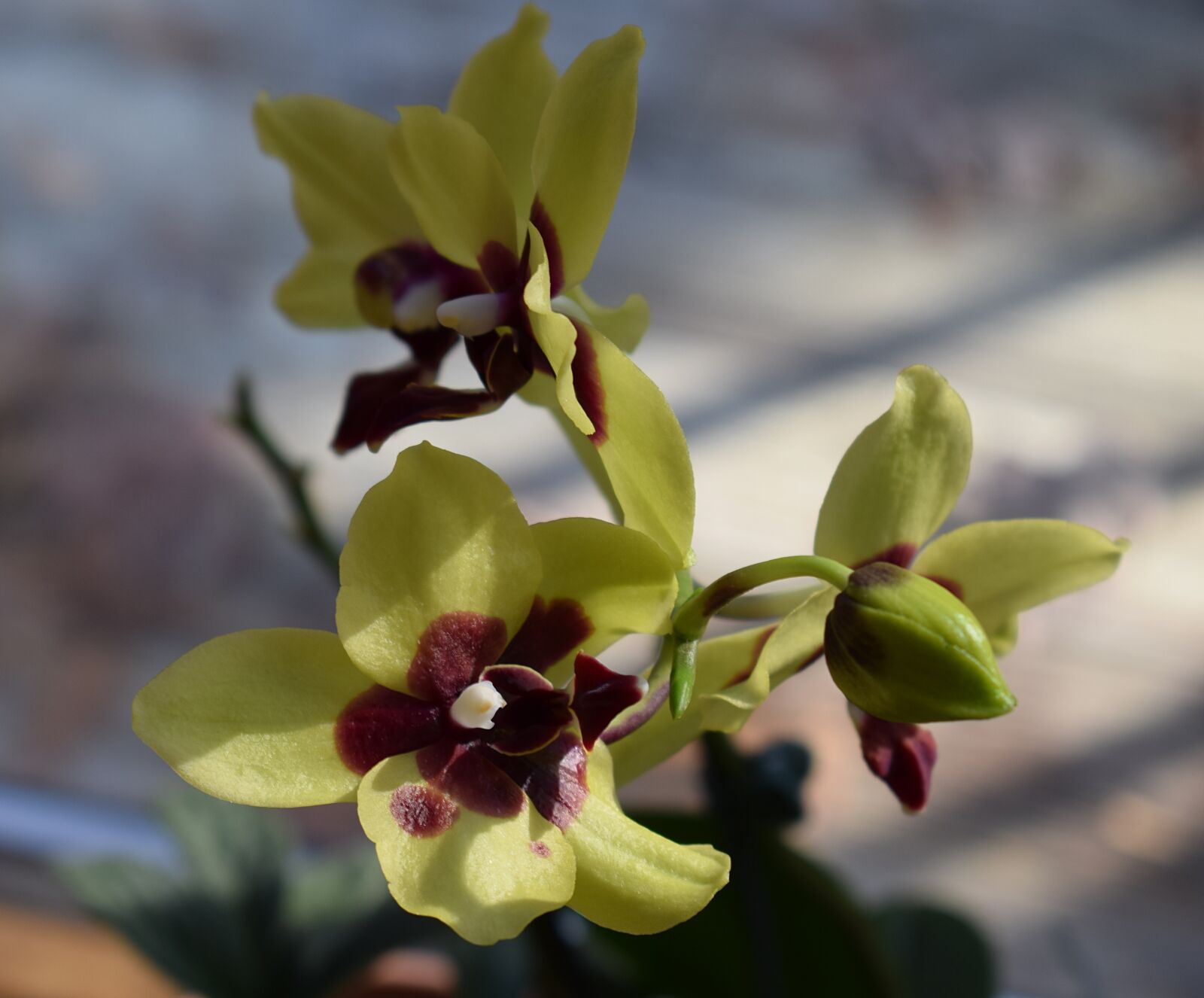 Nikon D3300 sample photo. Orchid, newly opened, phalaenopsis photography