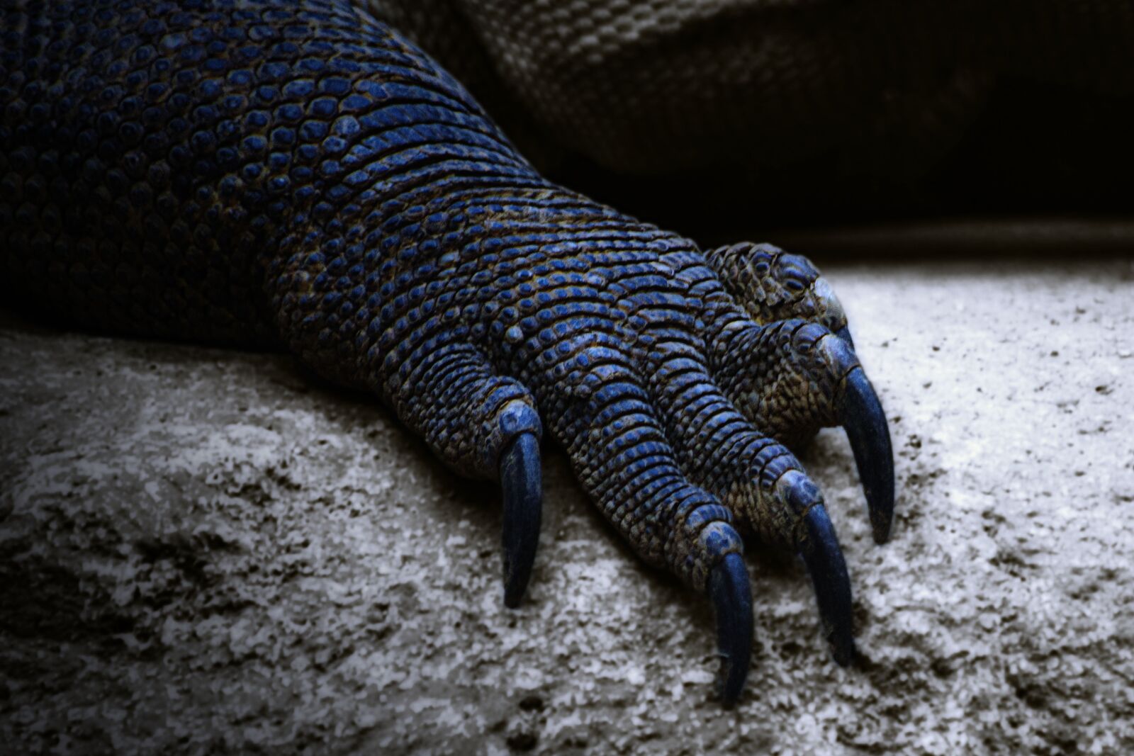Nikon D3100 sample photo. Claw, dragon, creature photography