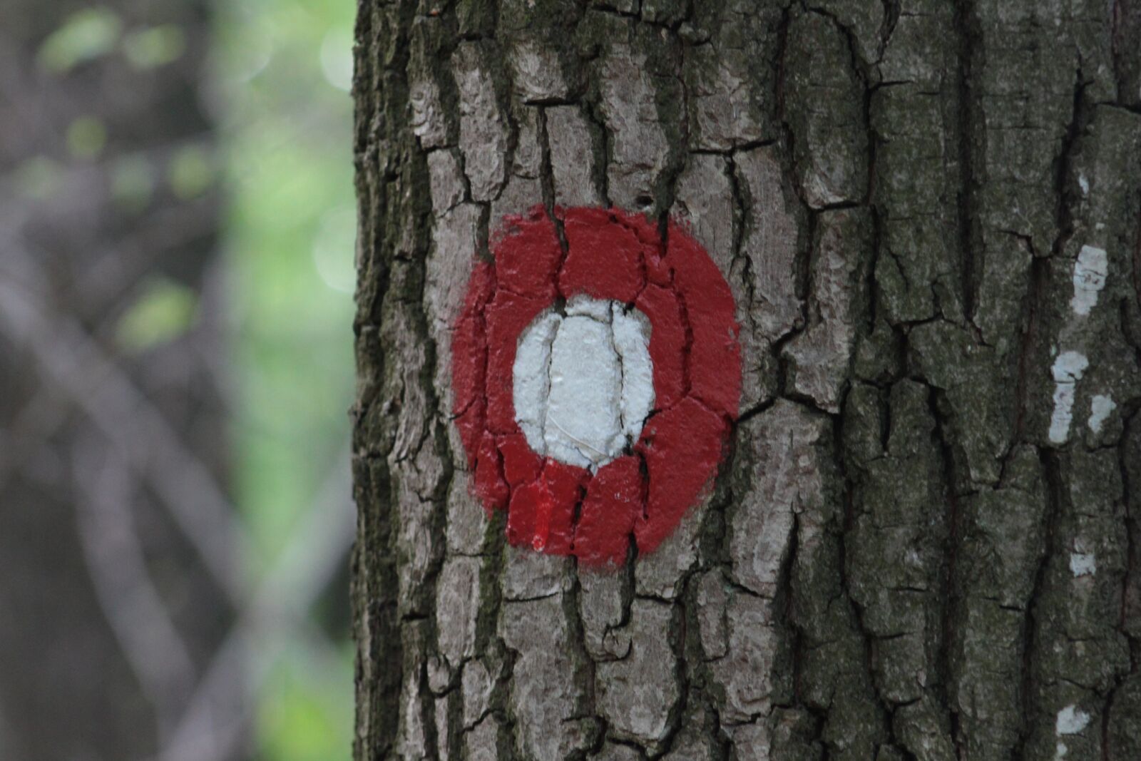 Canon EF75-300mm f/4-5.6 sample photo. Tree, target, nature photography