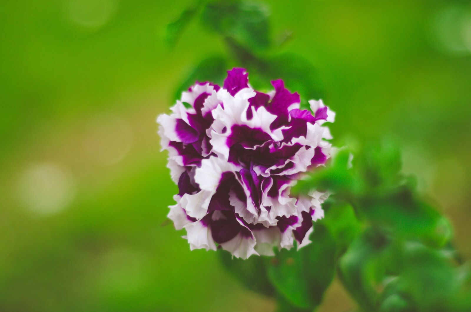 Nikon D7000 sample photo. Purple, flowers, nature photography