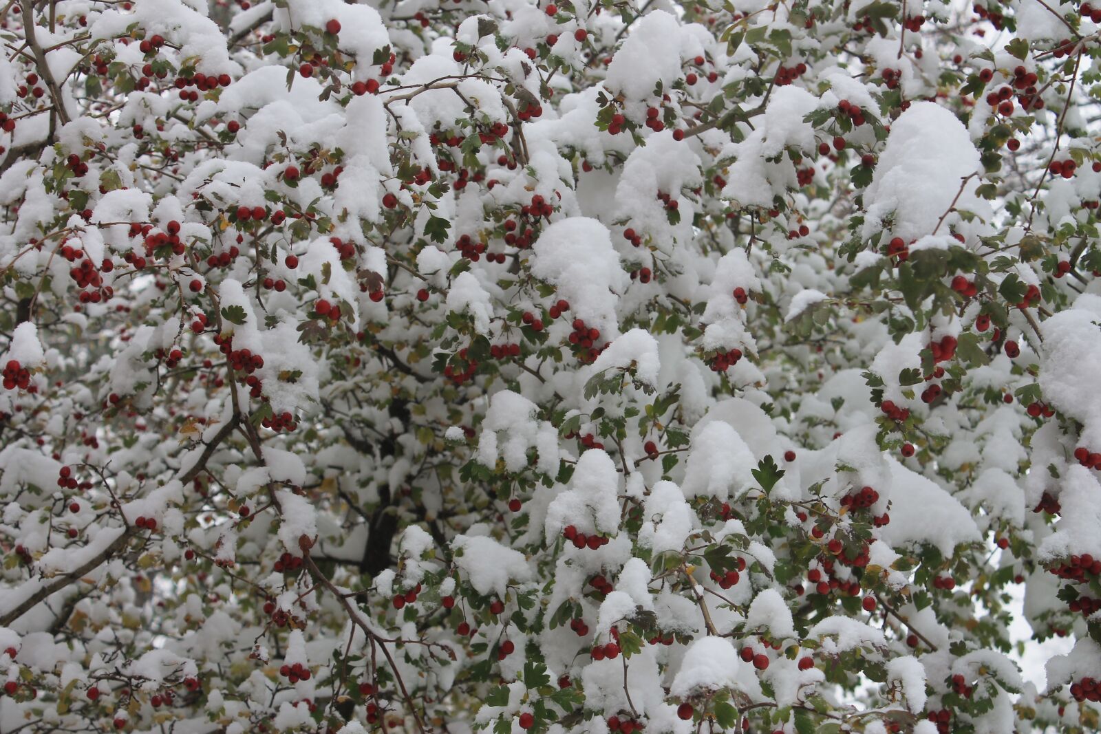 Canon EOS 1100D (EOS Rebel T3 / EOS Kiss X50) sample photo. The first snow, freezing photography