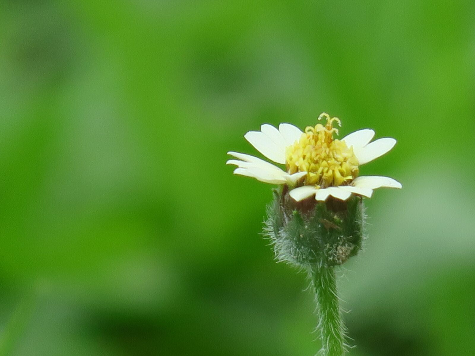 Canon PowerShot G3 X sample photo. Nature, flower, leaf photography
