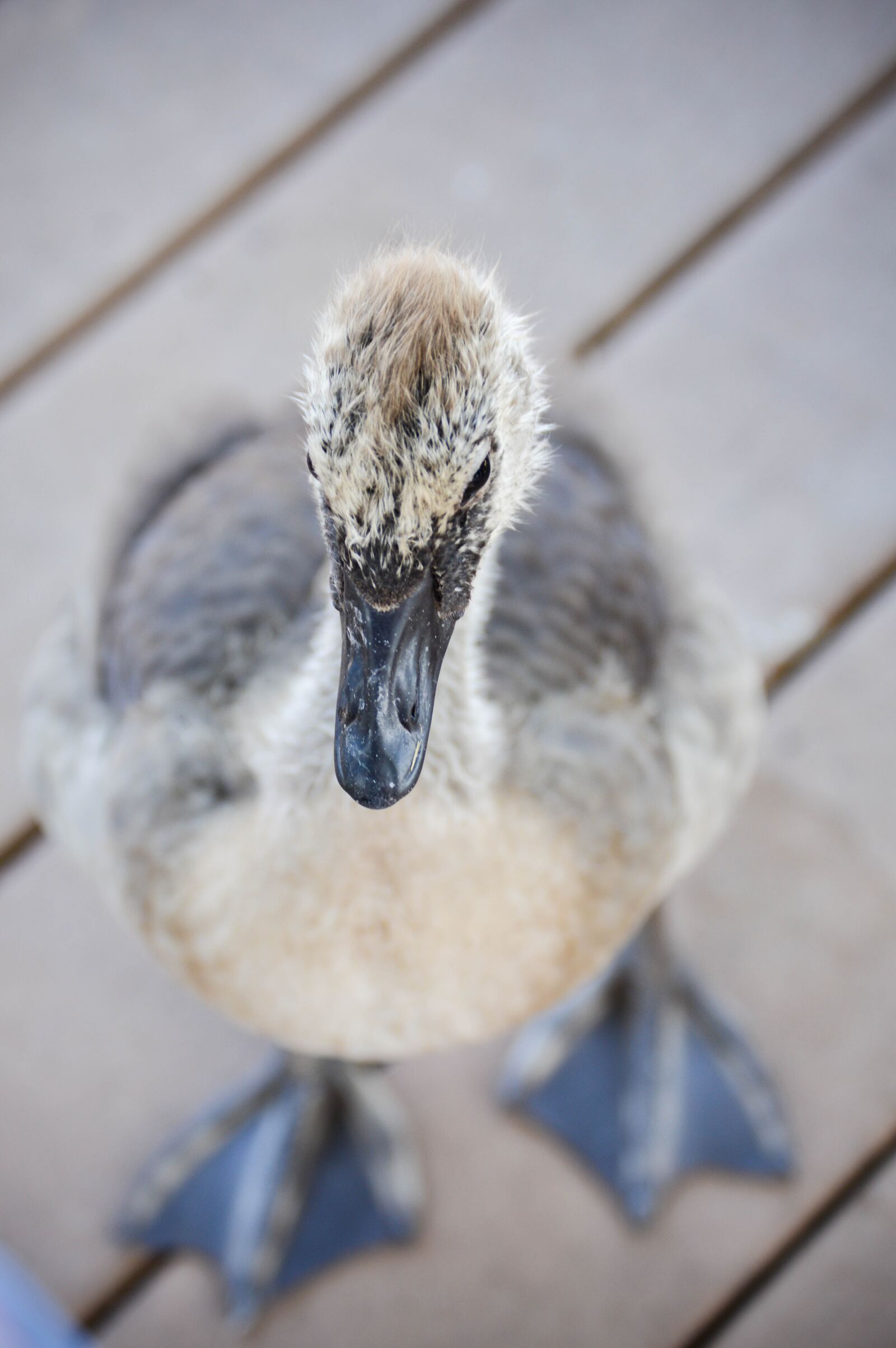 Nikon D3200 sample photo. Bird, easter, spring photography