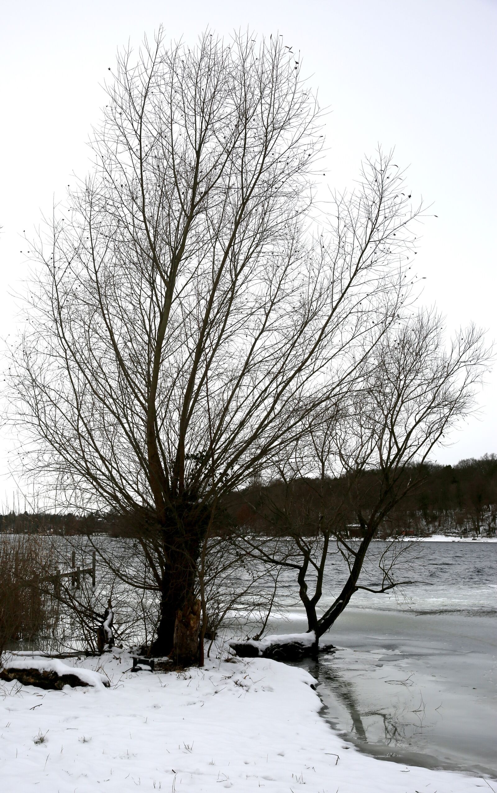 Canon EF 24-70mm F2.8L II USM sample photo. Winter, tree, snow photography