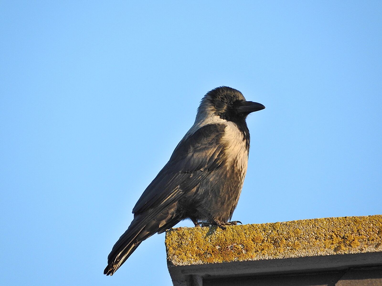 Nikon Coolpix P610 sample photo. Crow, bird, raven bird photography